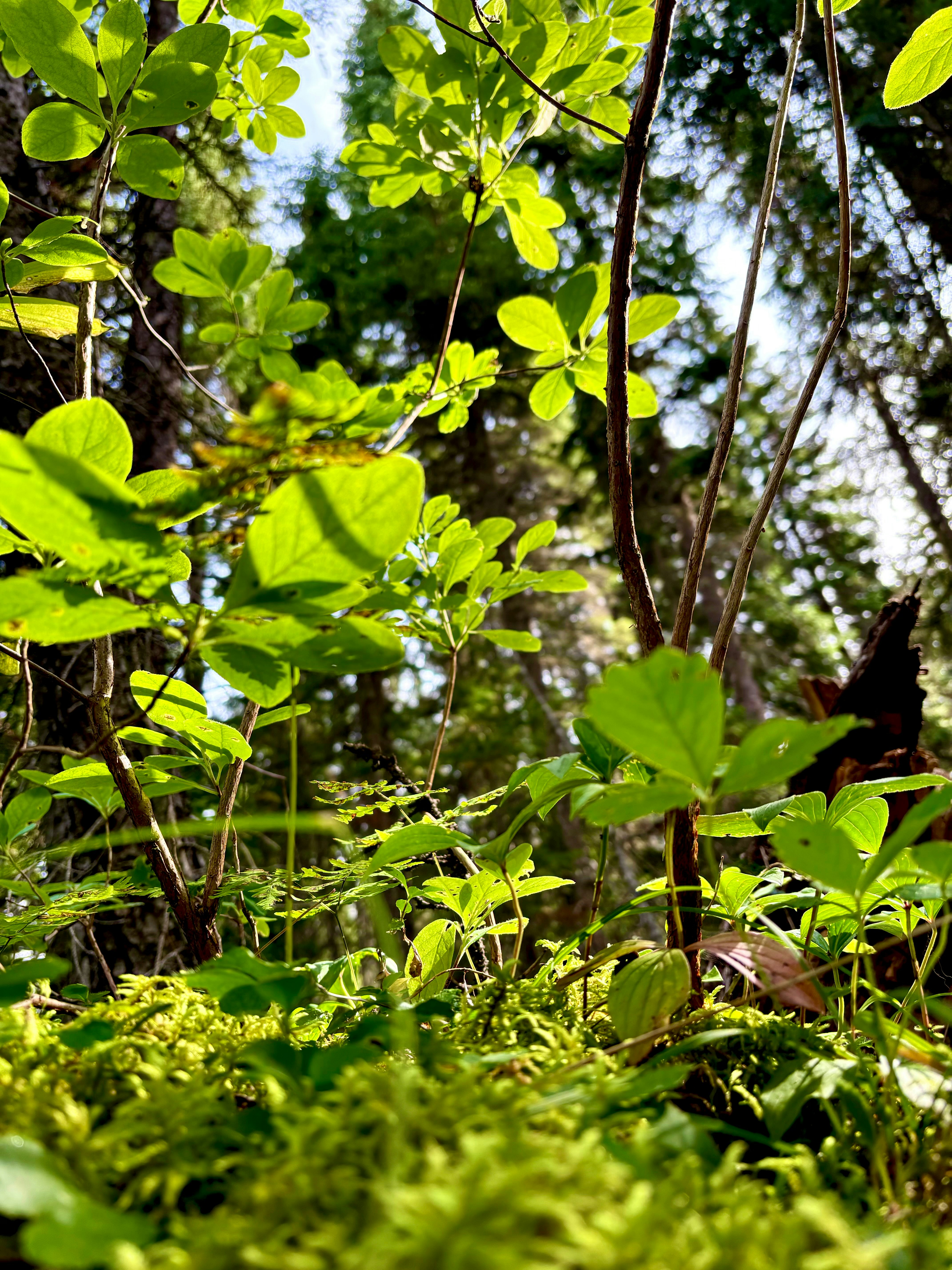 Photo by beutifulnature