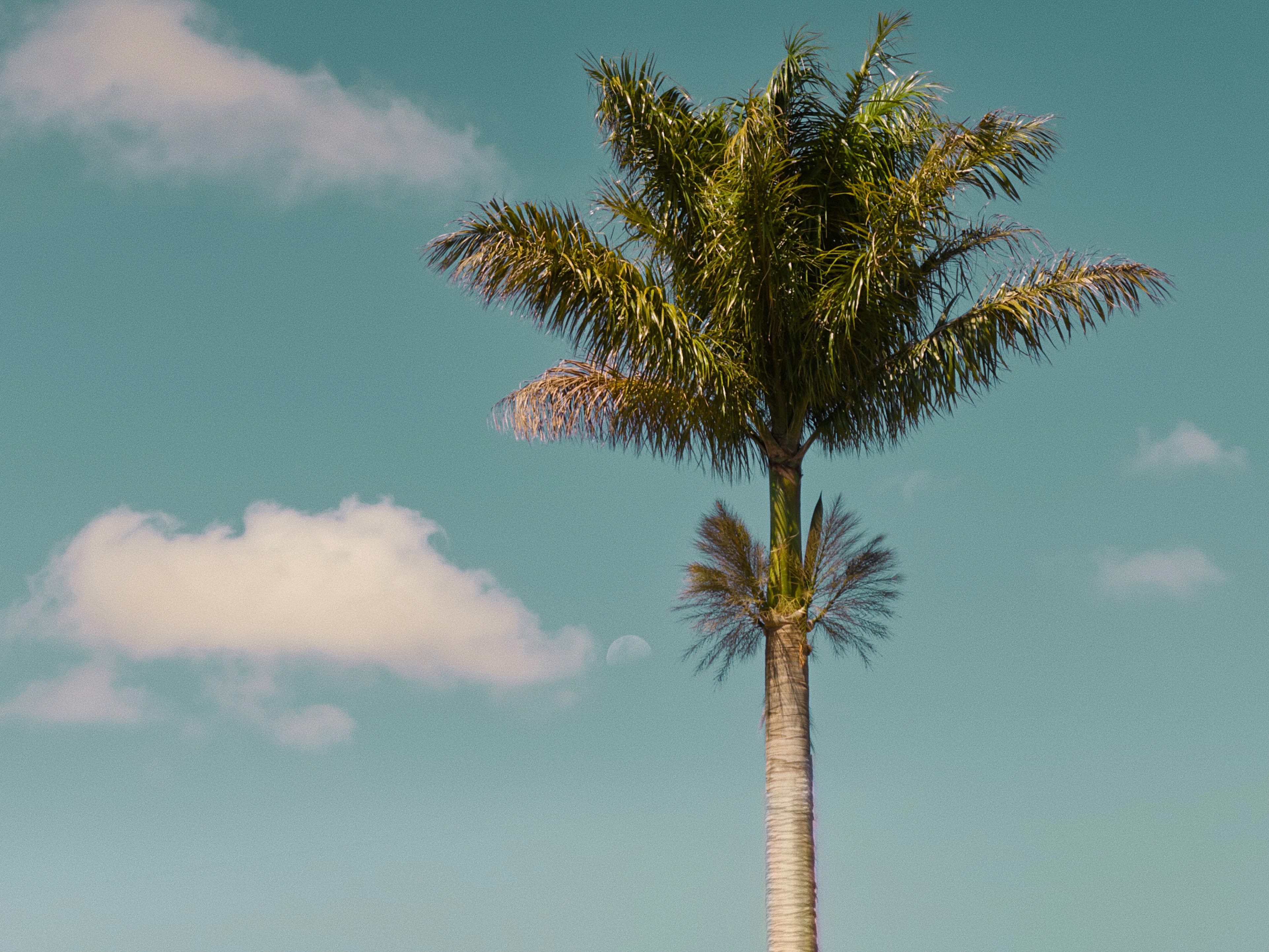 Tall palm tree against a clear blue sky.