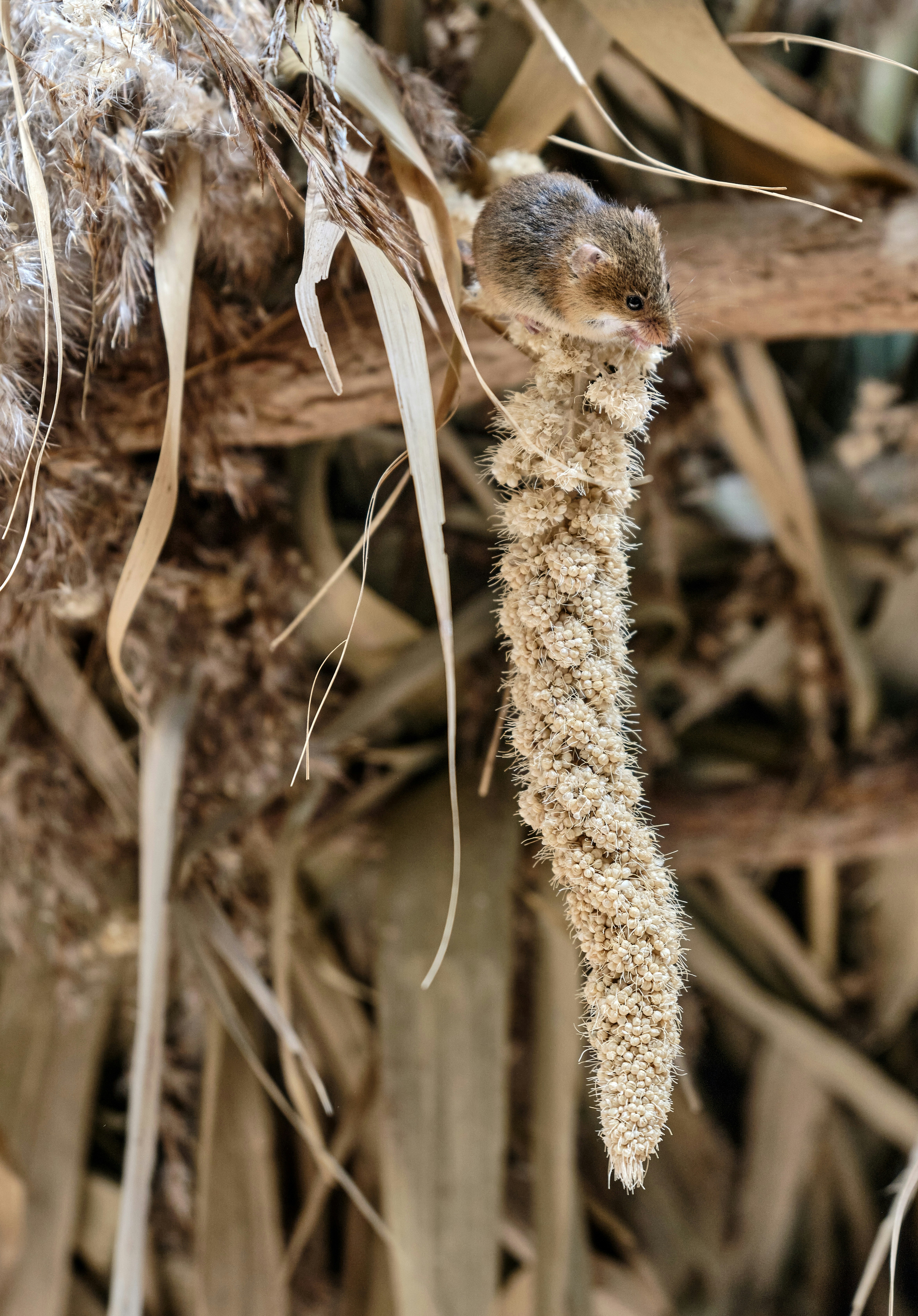 A small mouse perched on a fluffy seed head.
