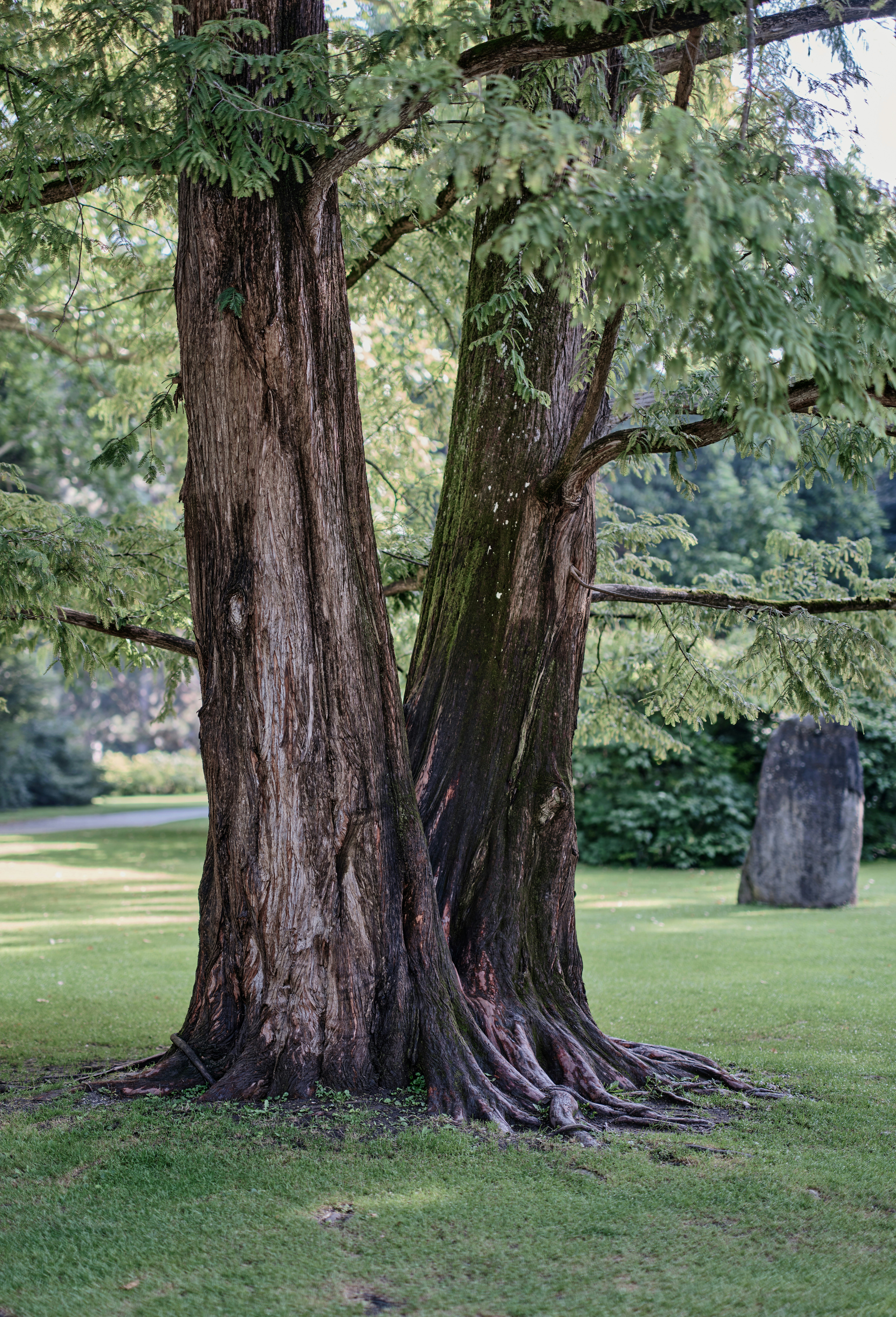 Two large trees with textured bark in a grassy park.