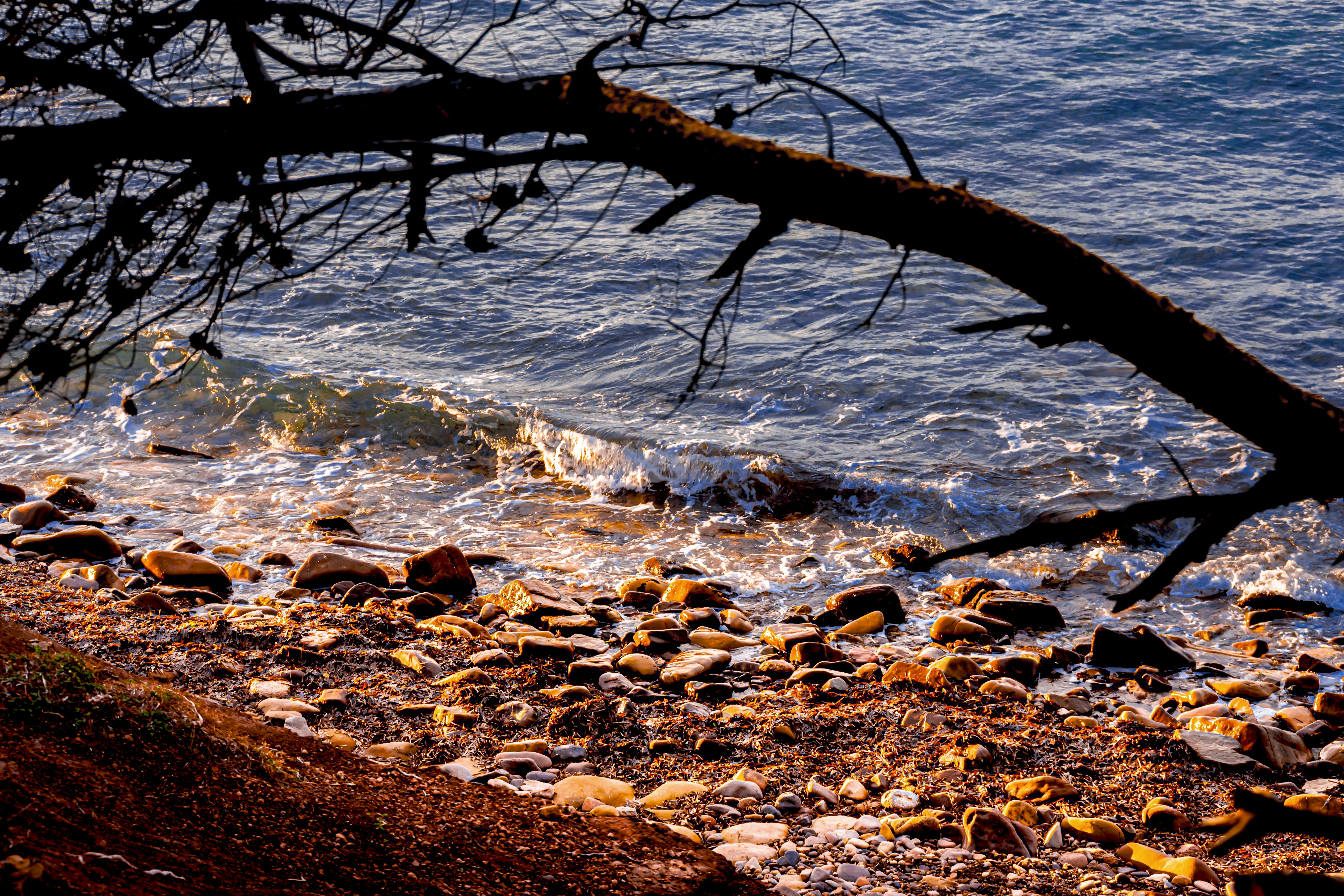 Waves gently lap a rocky shore under a tree branch.