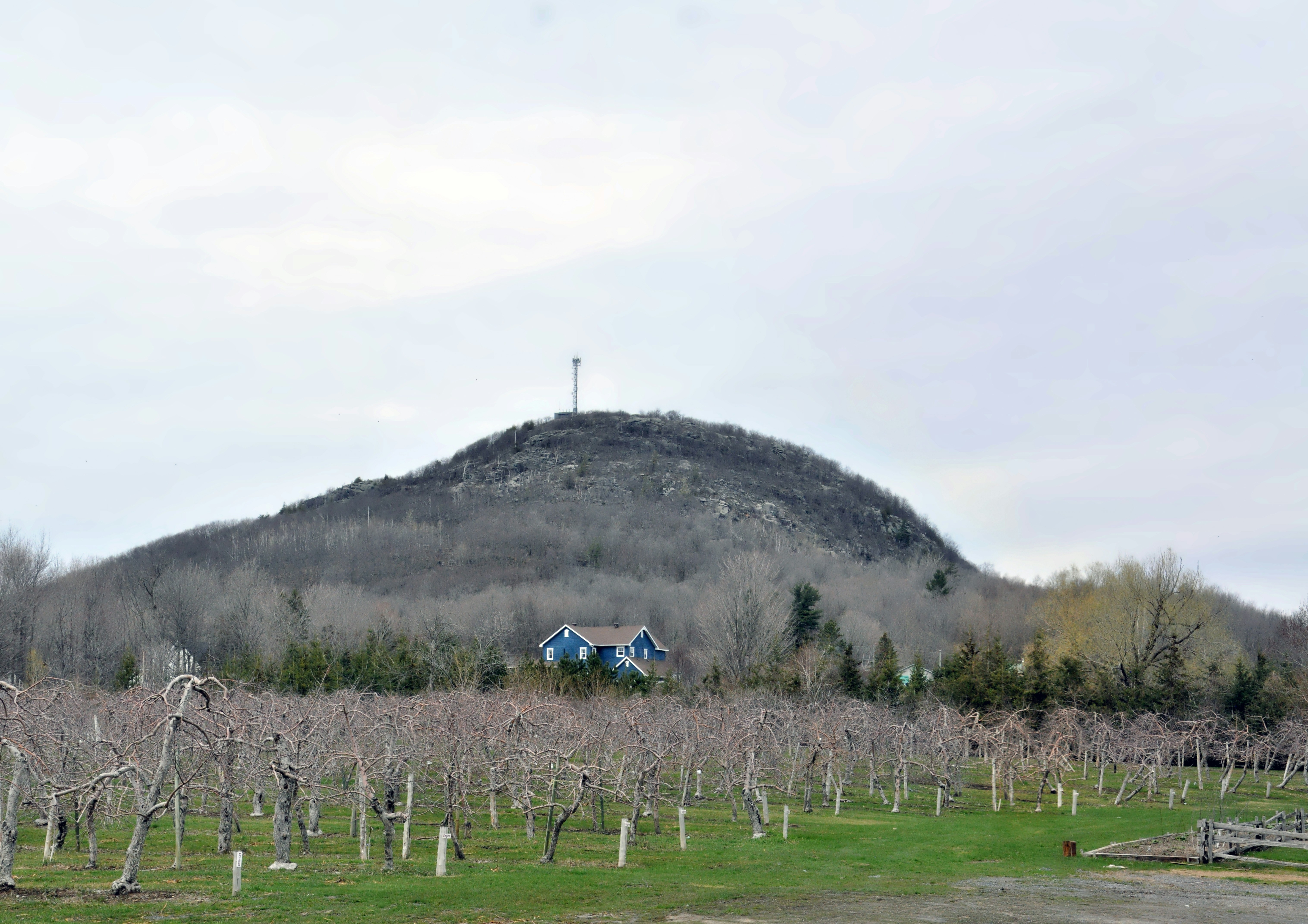 Bare trees on a hill with a small house.