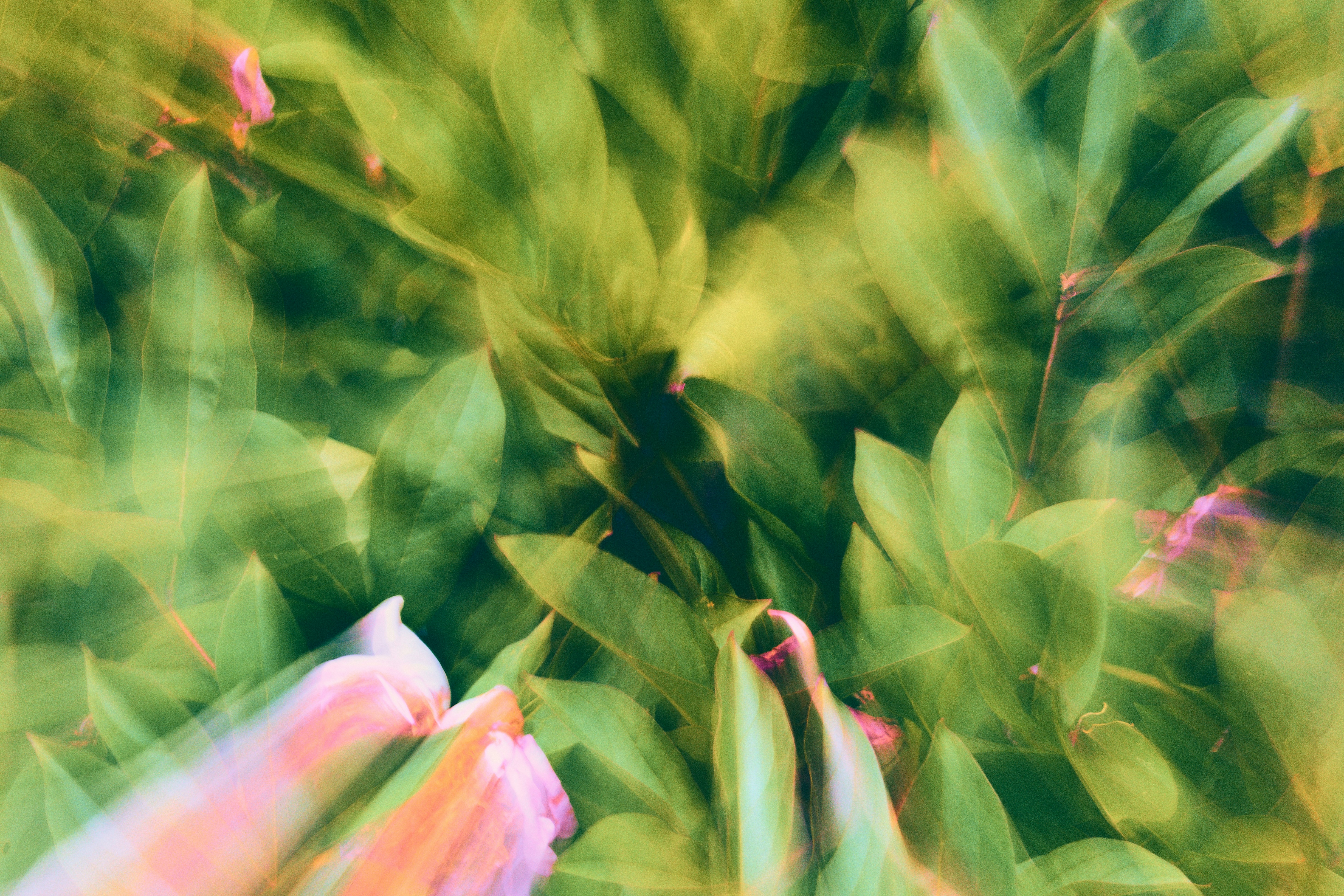 Blurry pink flowers and green leaves in motion