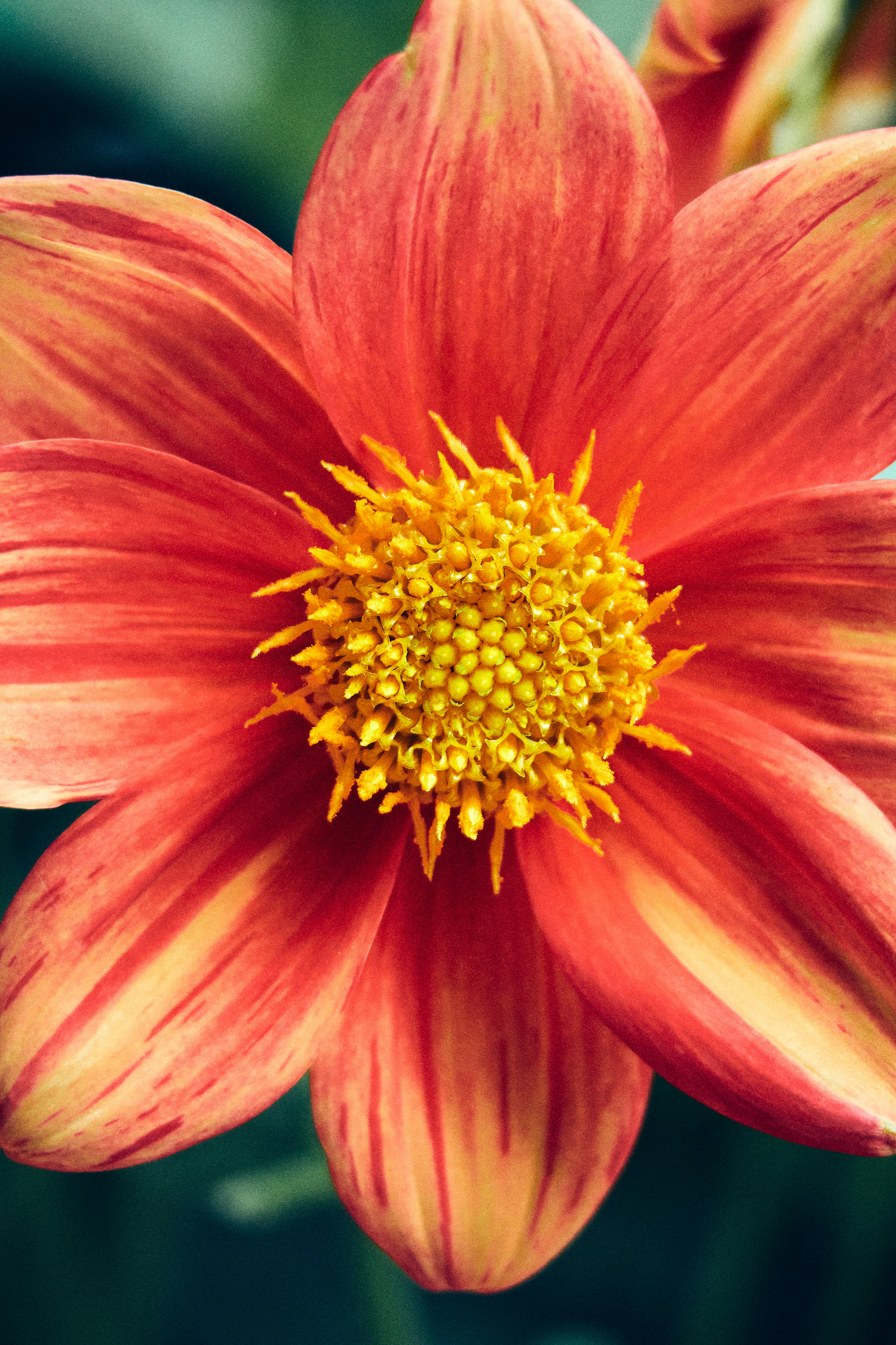 Nahaufnahme einer leuchtend orangefarbenen und gelben Dahlienblüte.