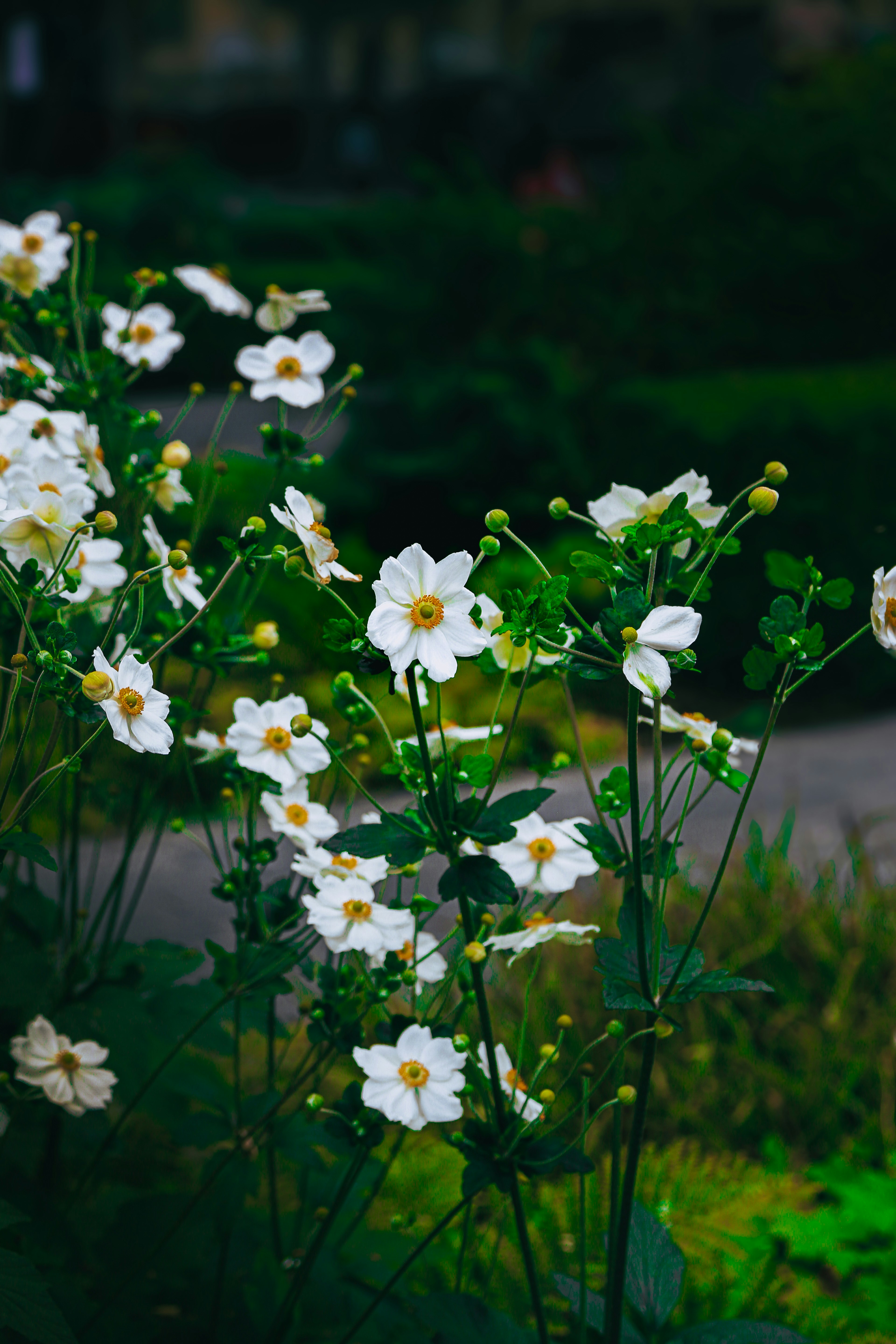 Photo by akicaptures