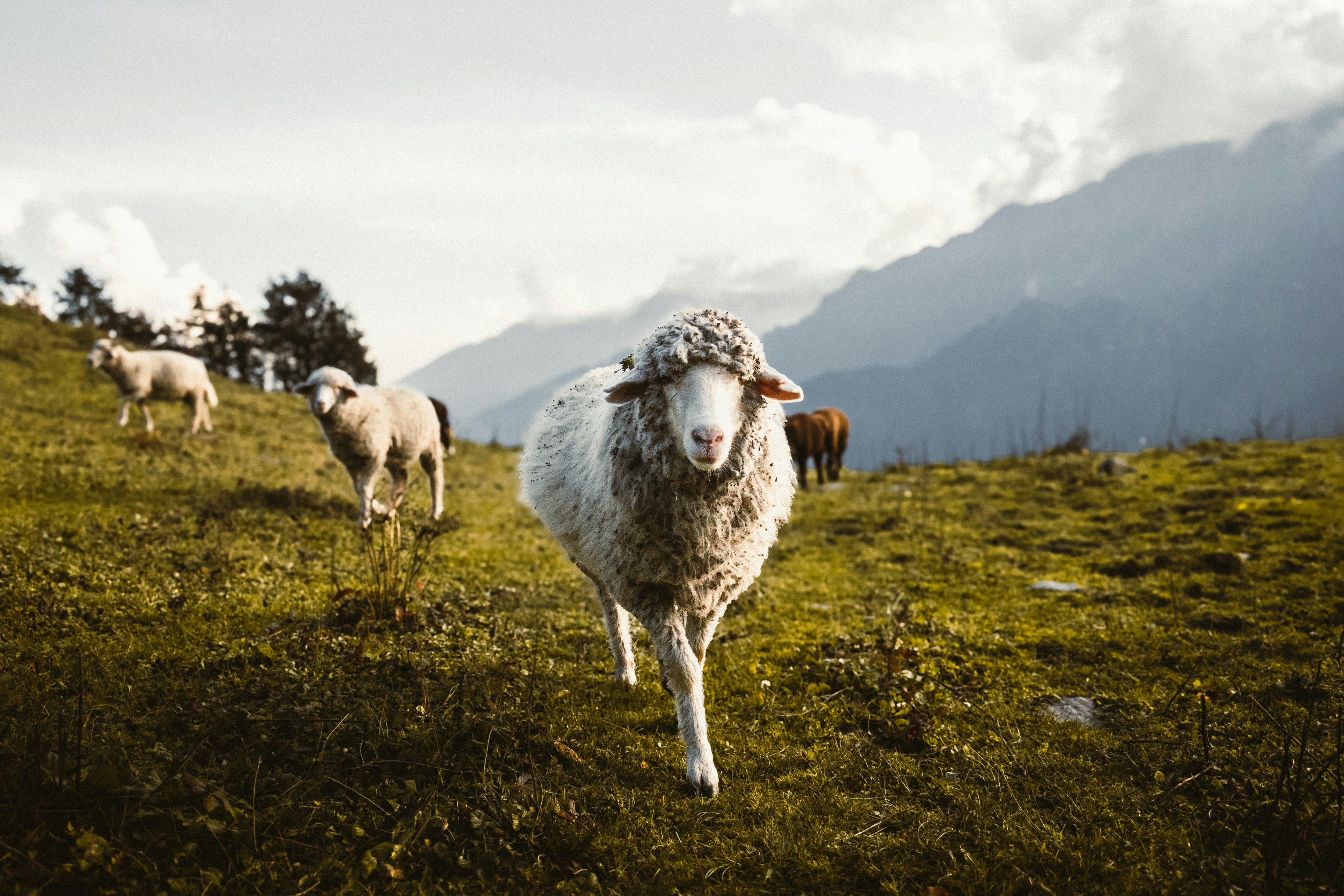 Sheep grazing on a grassy hillside with mountains