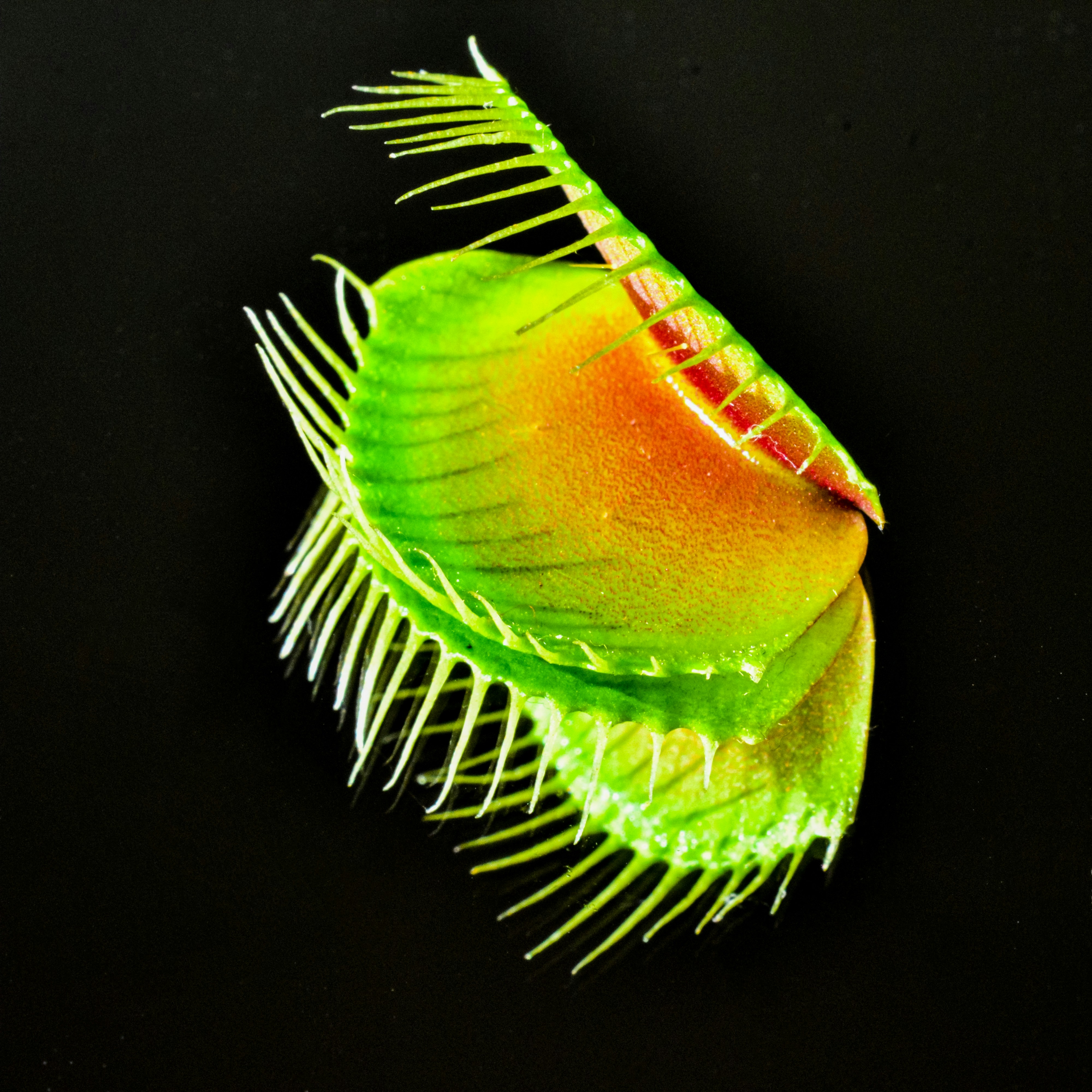 A venus flytrap with its trap open