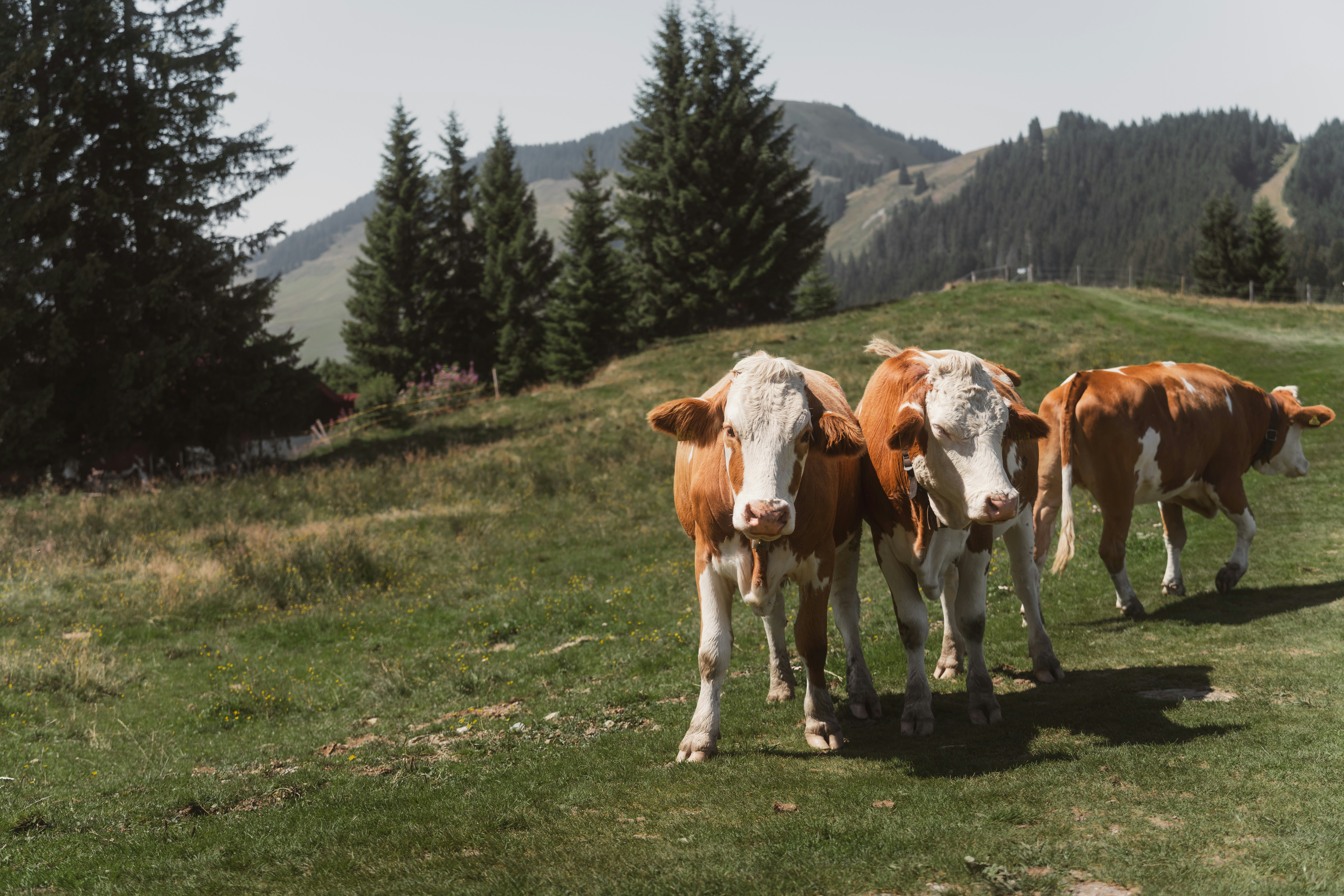 Photo by ahmetyuksek