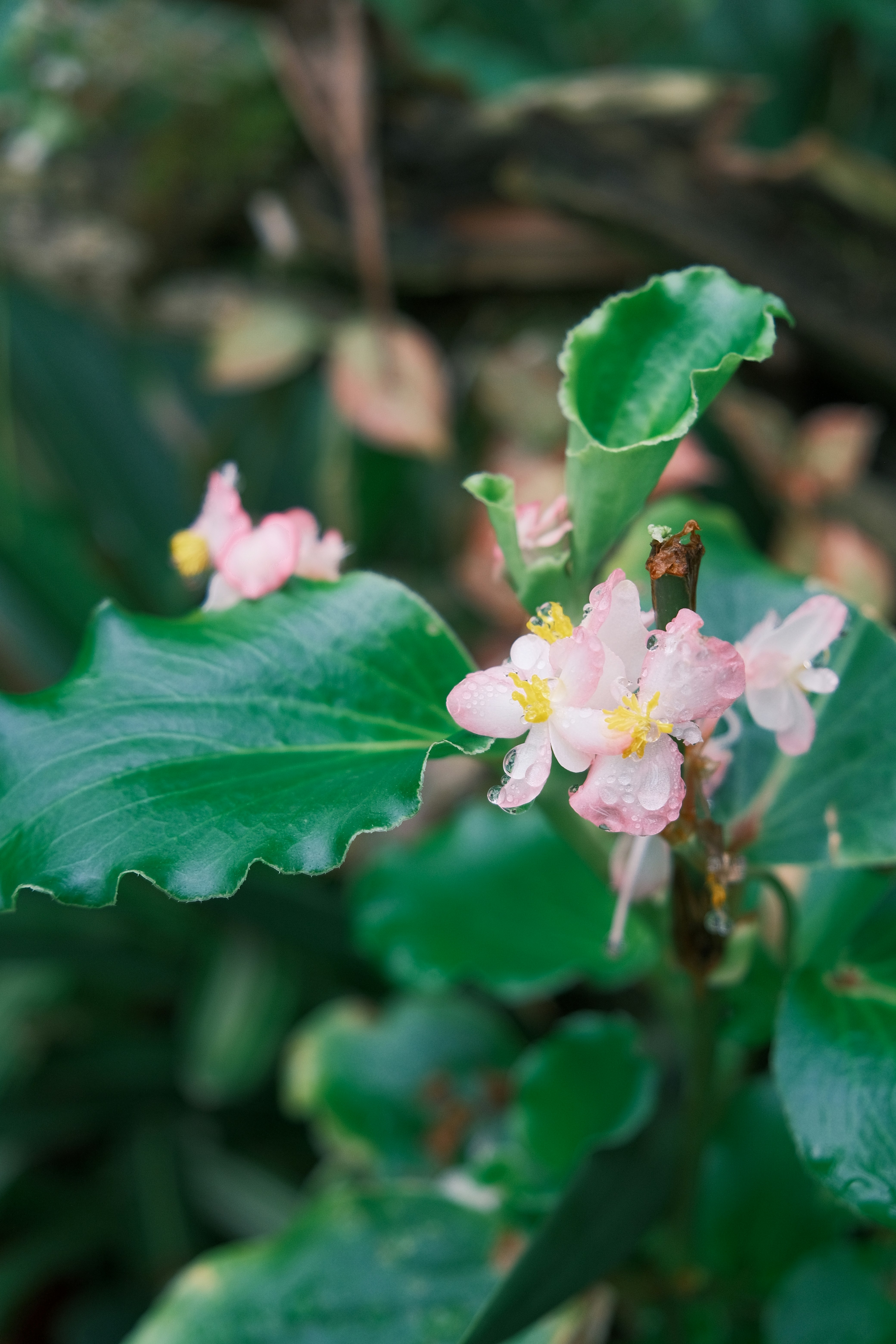 Delicate pink flowers bloom on a plant with large leaves.