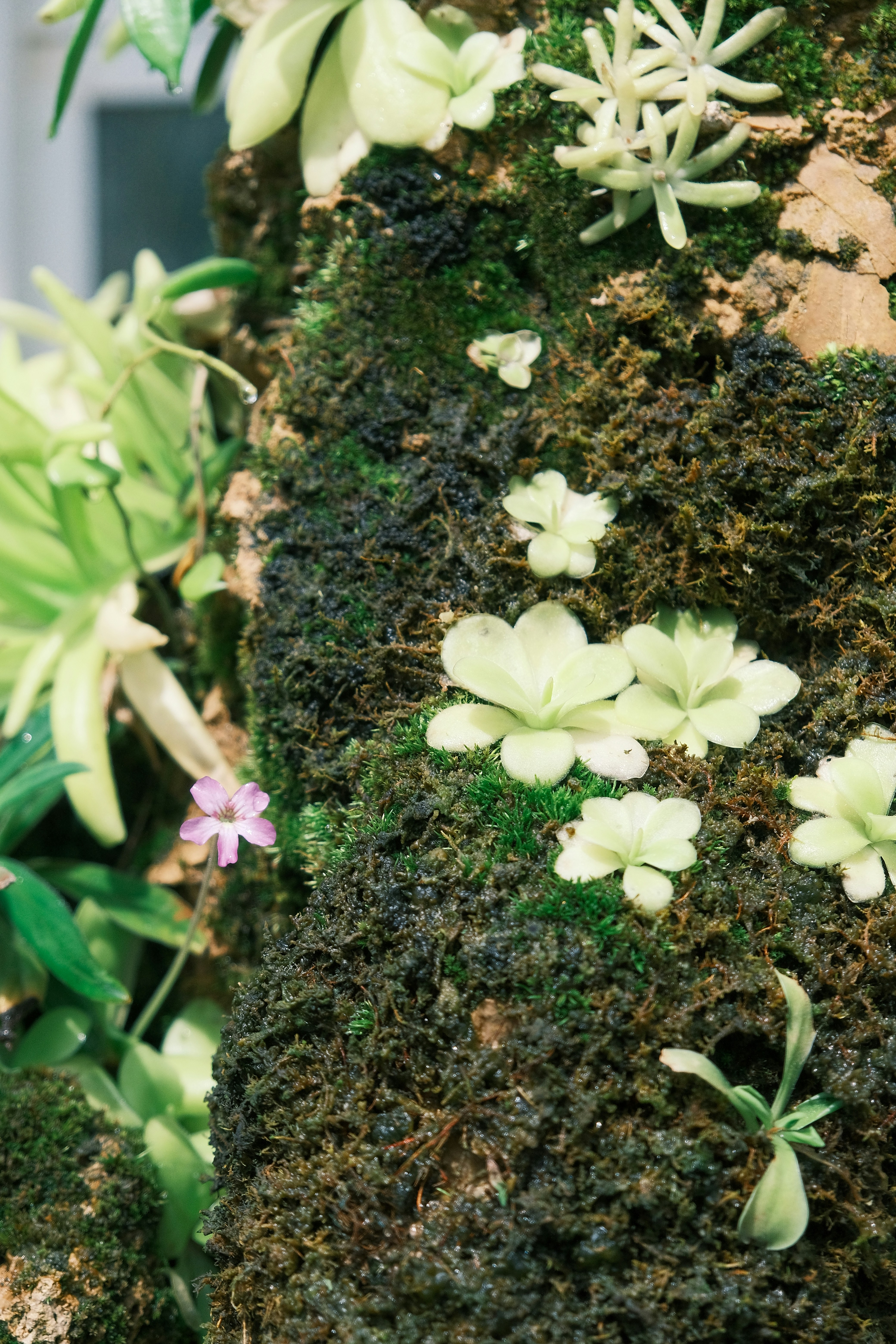 Small pale flowers and green plants on mossy surface.