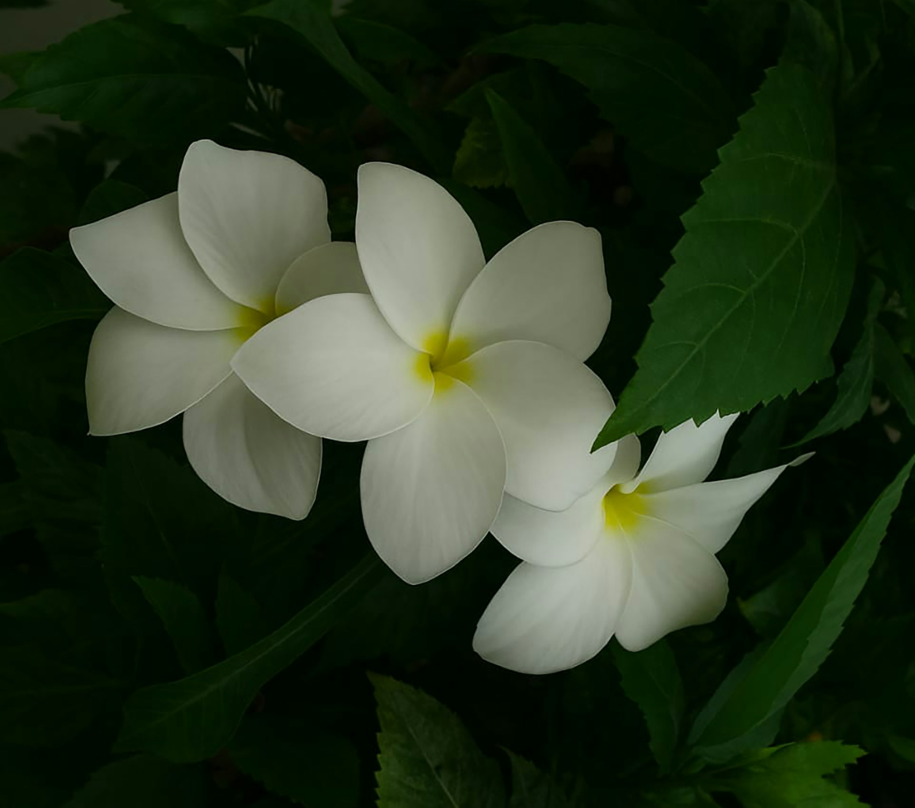 Three white plumeria flowers with yellow centers.