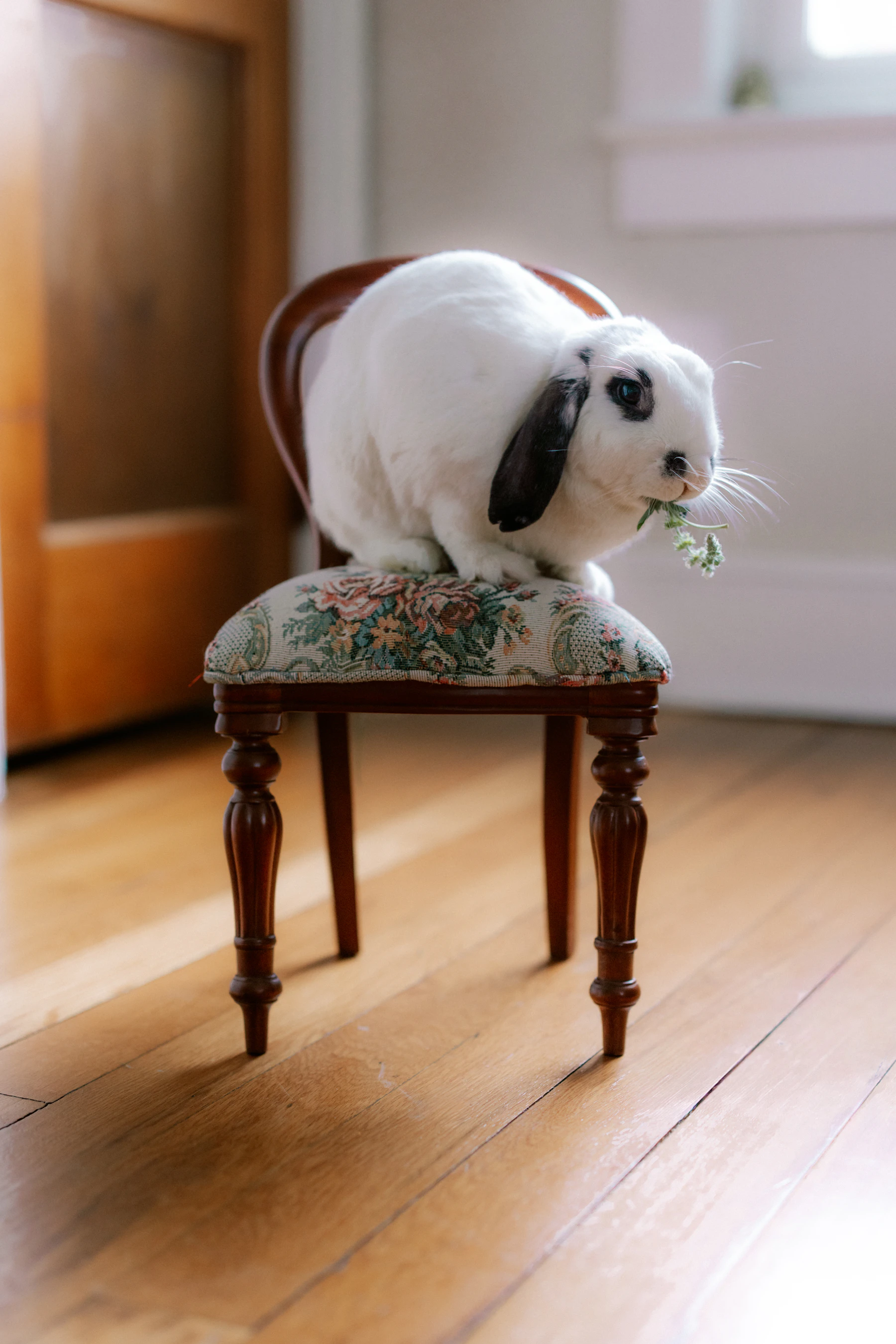 A white lop-eared rabbit eating a sprig of greens on an upholstered wooden chair