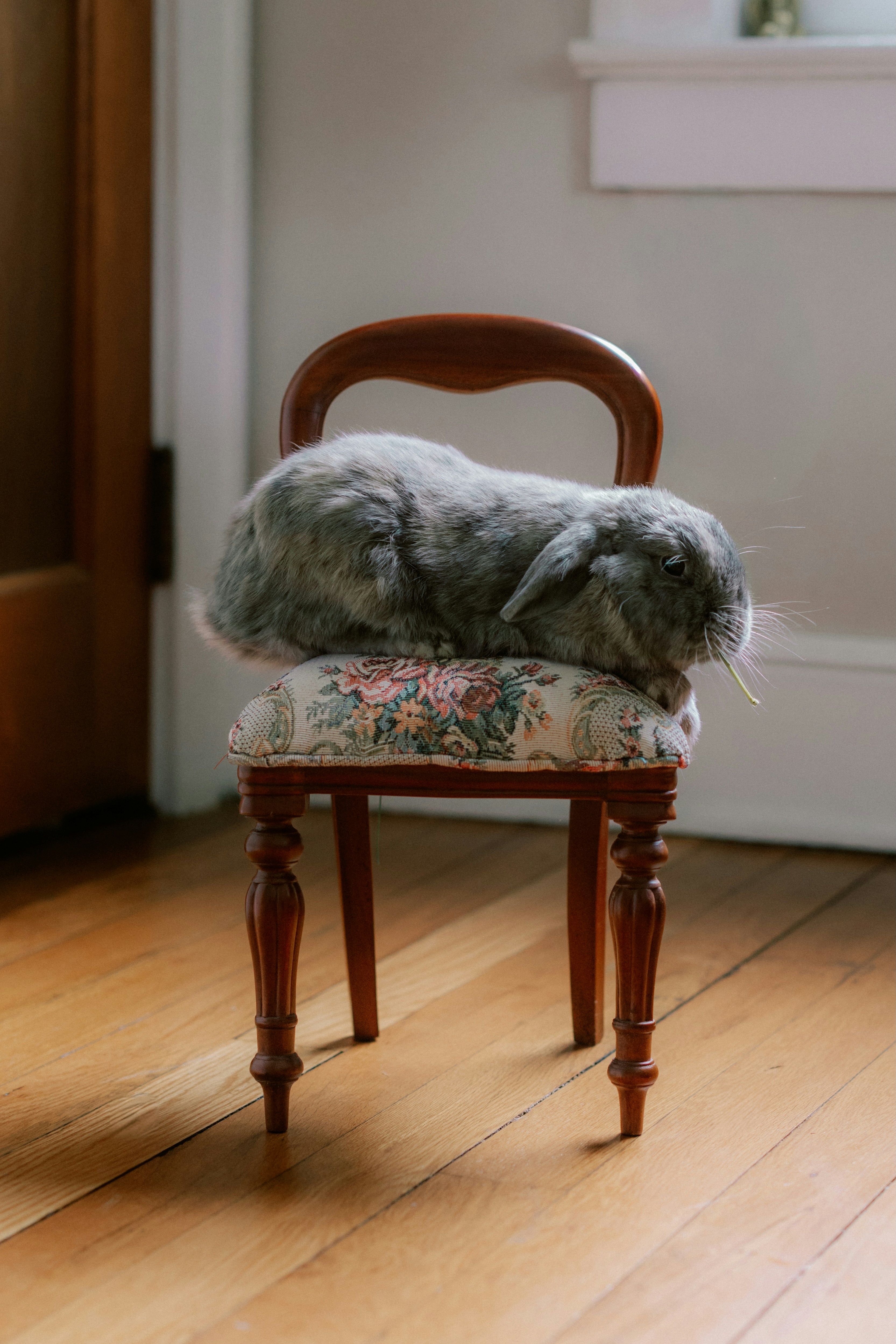 A fluffy grey rabbit rests on a floral patterned chair.