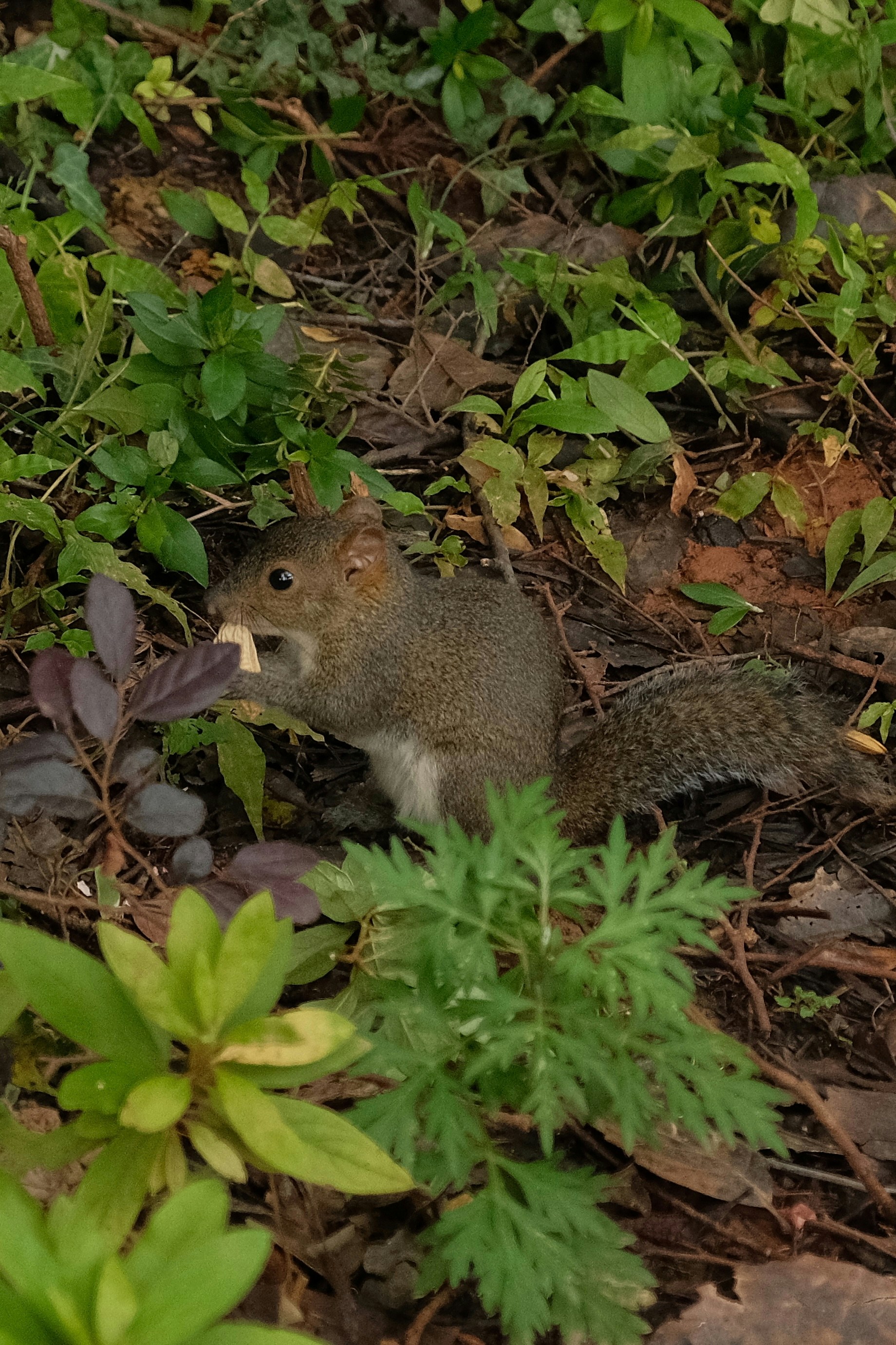 A squirrel eating a nut amidst green foliage.
