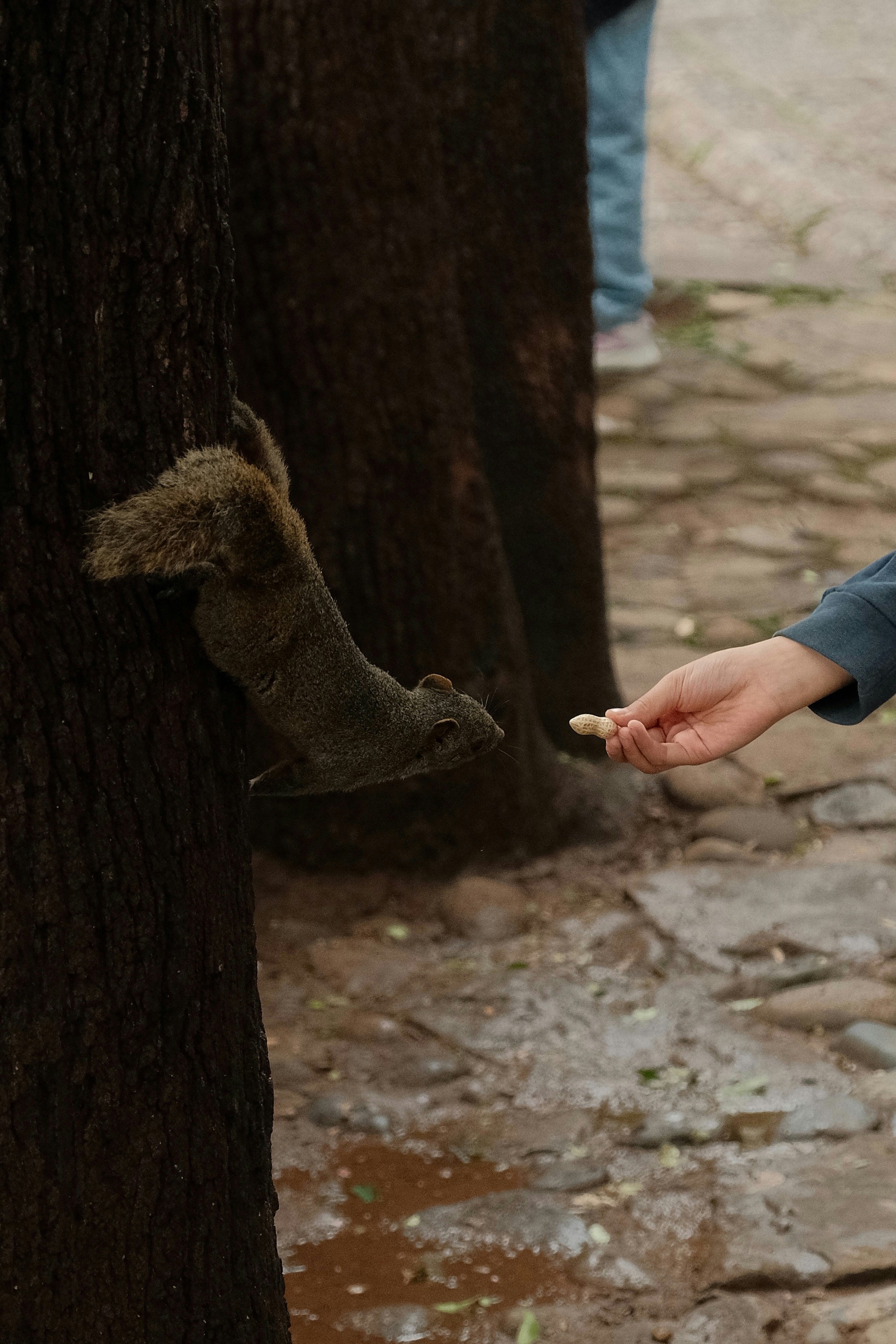 Squirrel reaching for a peanut from a hand.