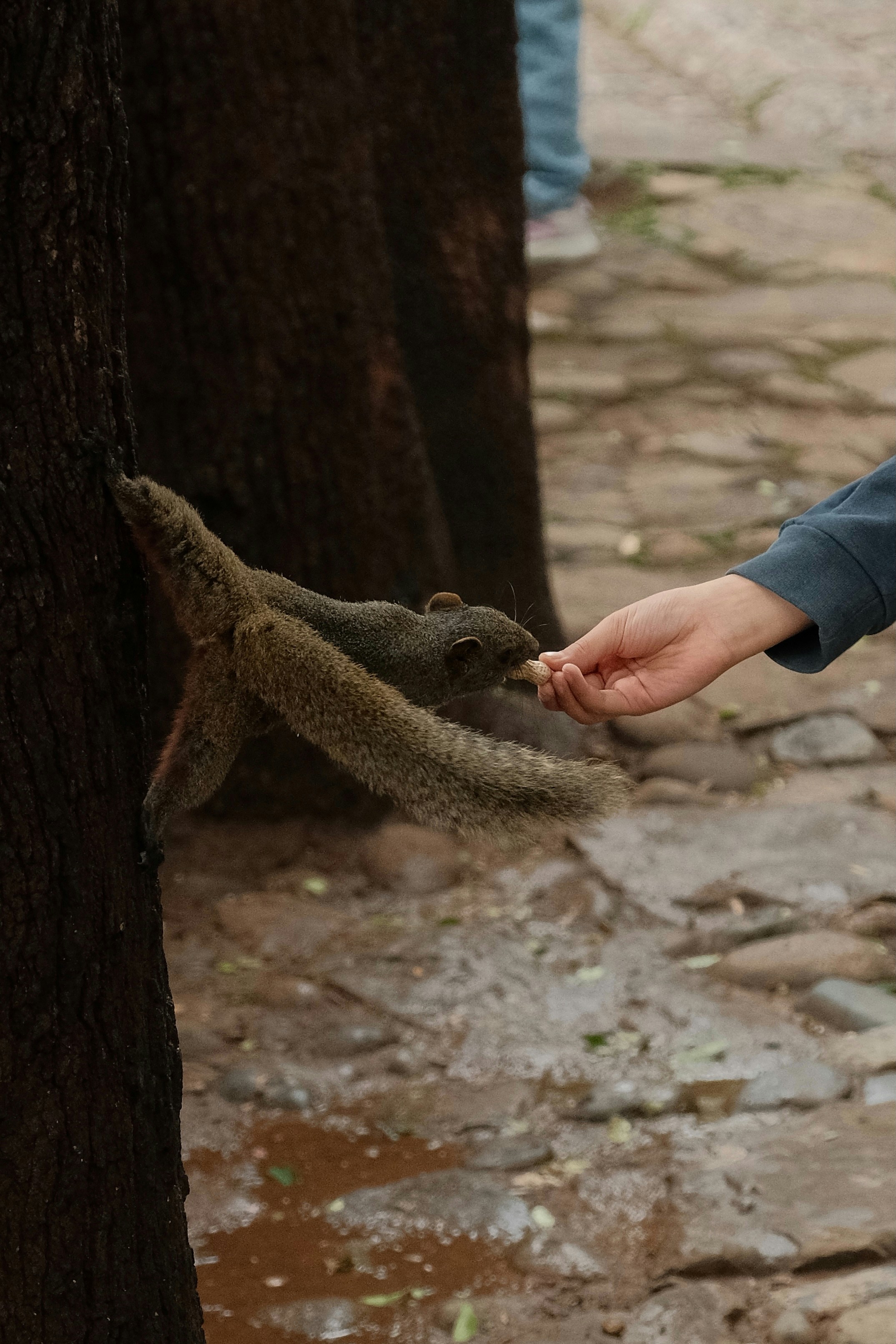 Squirrels eating from a person's hand
