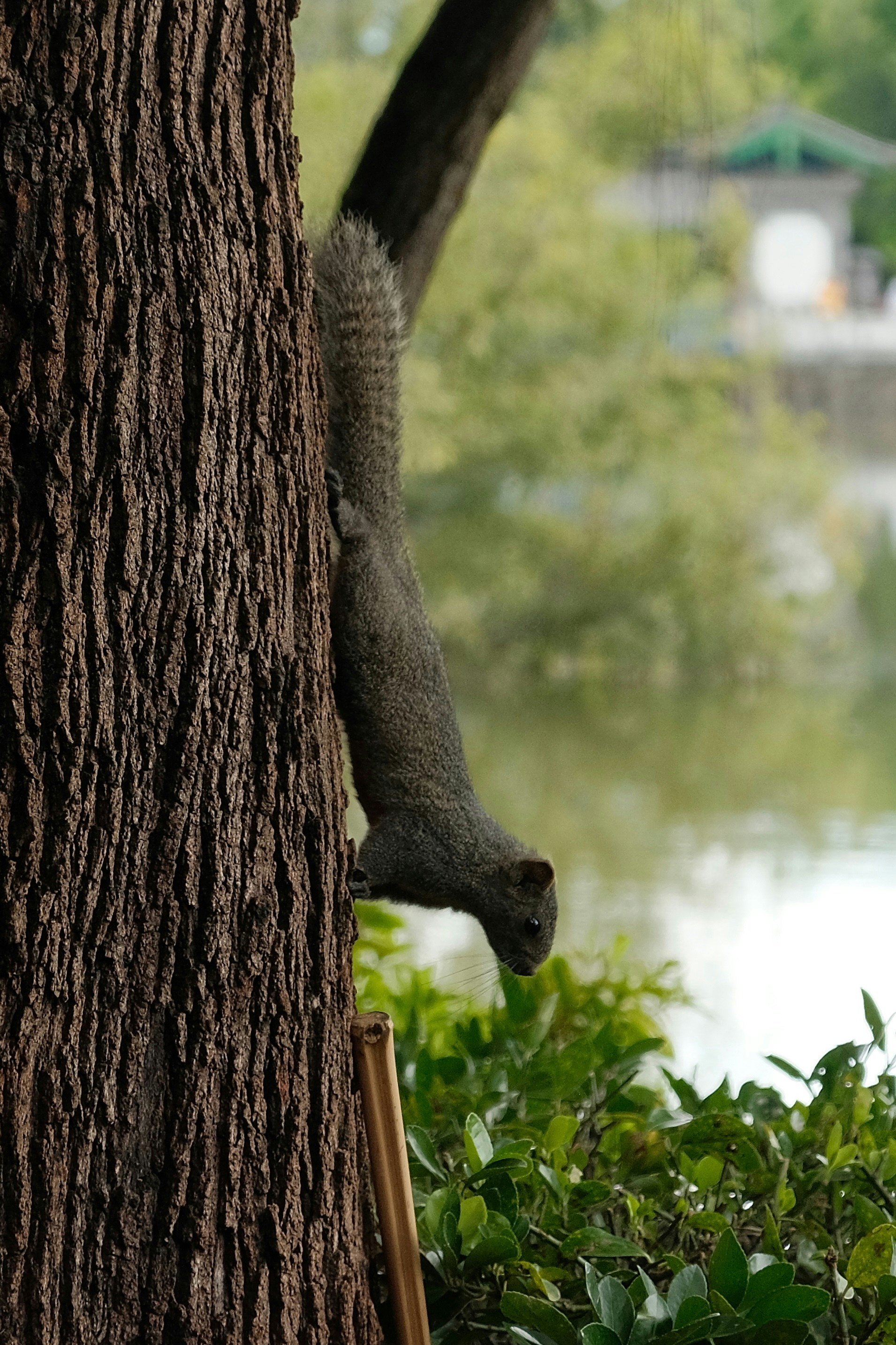 A squirrel climbs down a tree trunk.