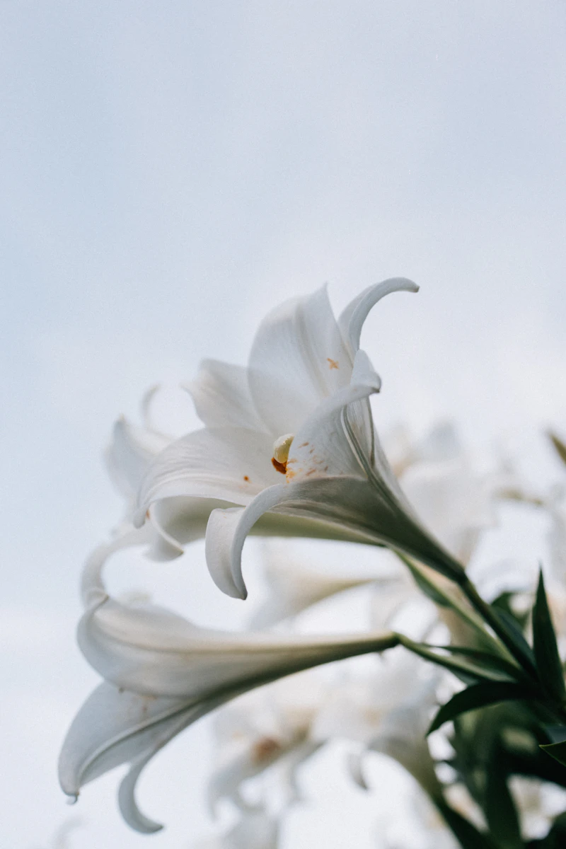 White lilies, representing dignified funeral cover