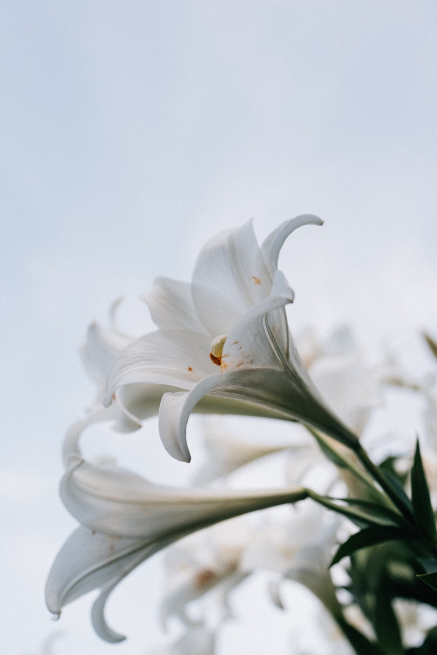 Close-up of delicate white lilies against a soft sky