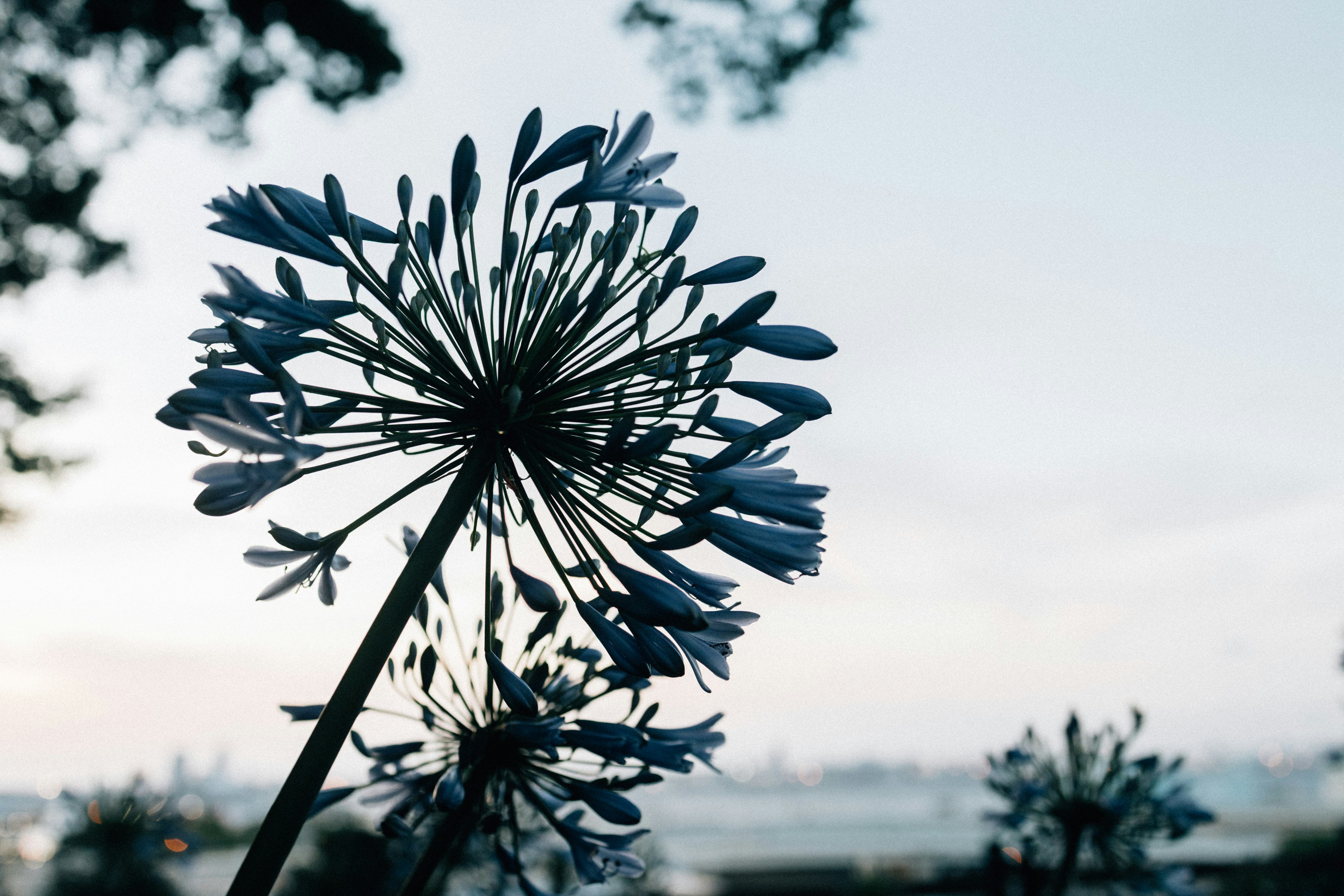 Close-up of a blue agapanthus flower against a soft sky