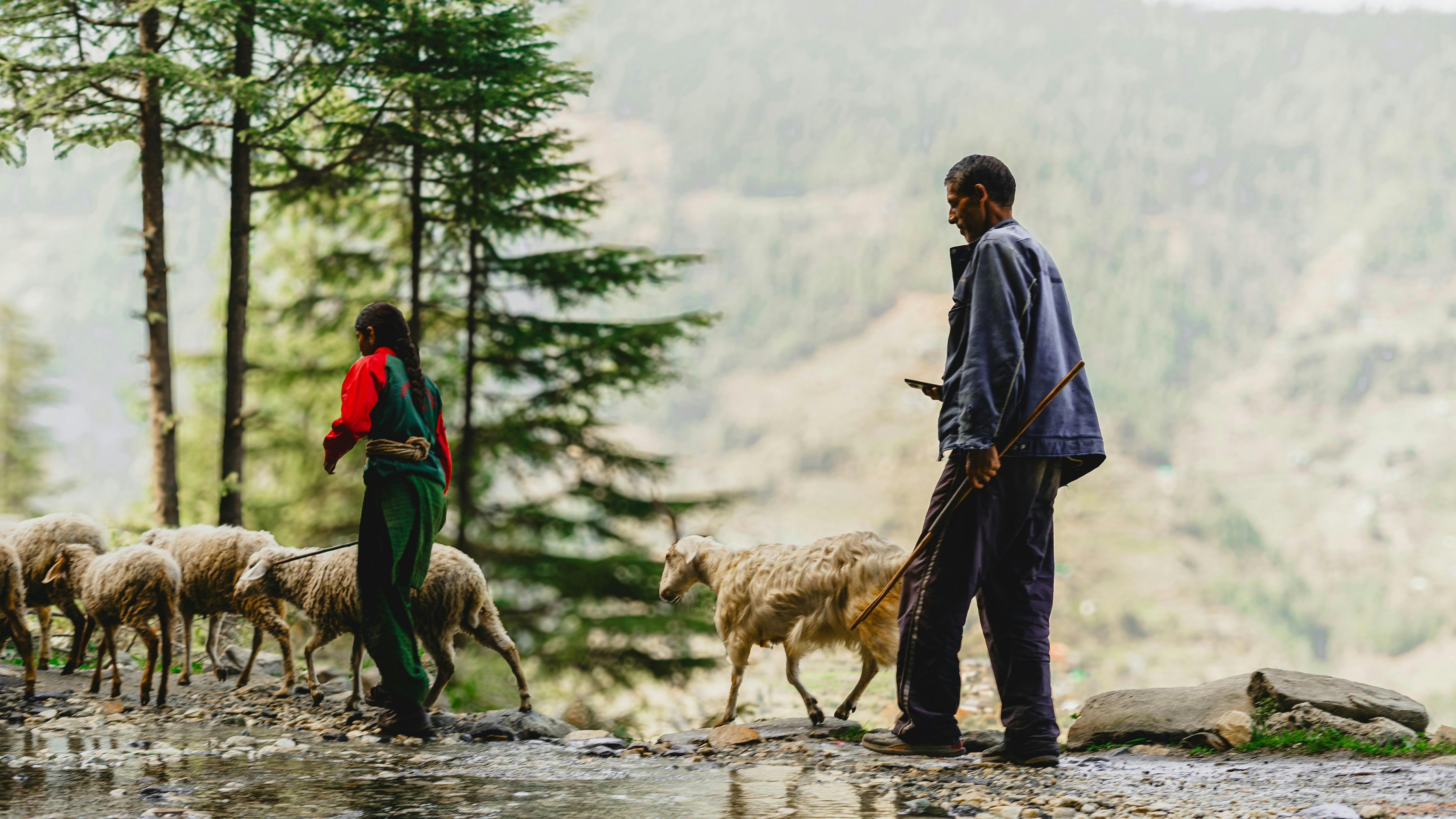 Shepherds guide sheep through a misty mountain landscape. photo – Free ...