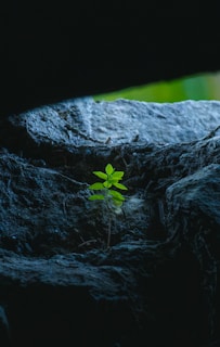 Small green plant growing between dark rocks
