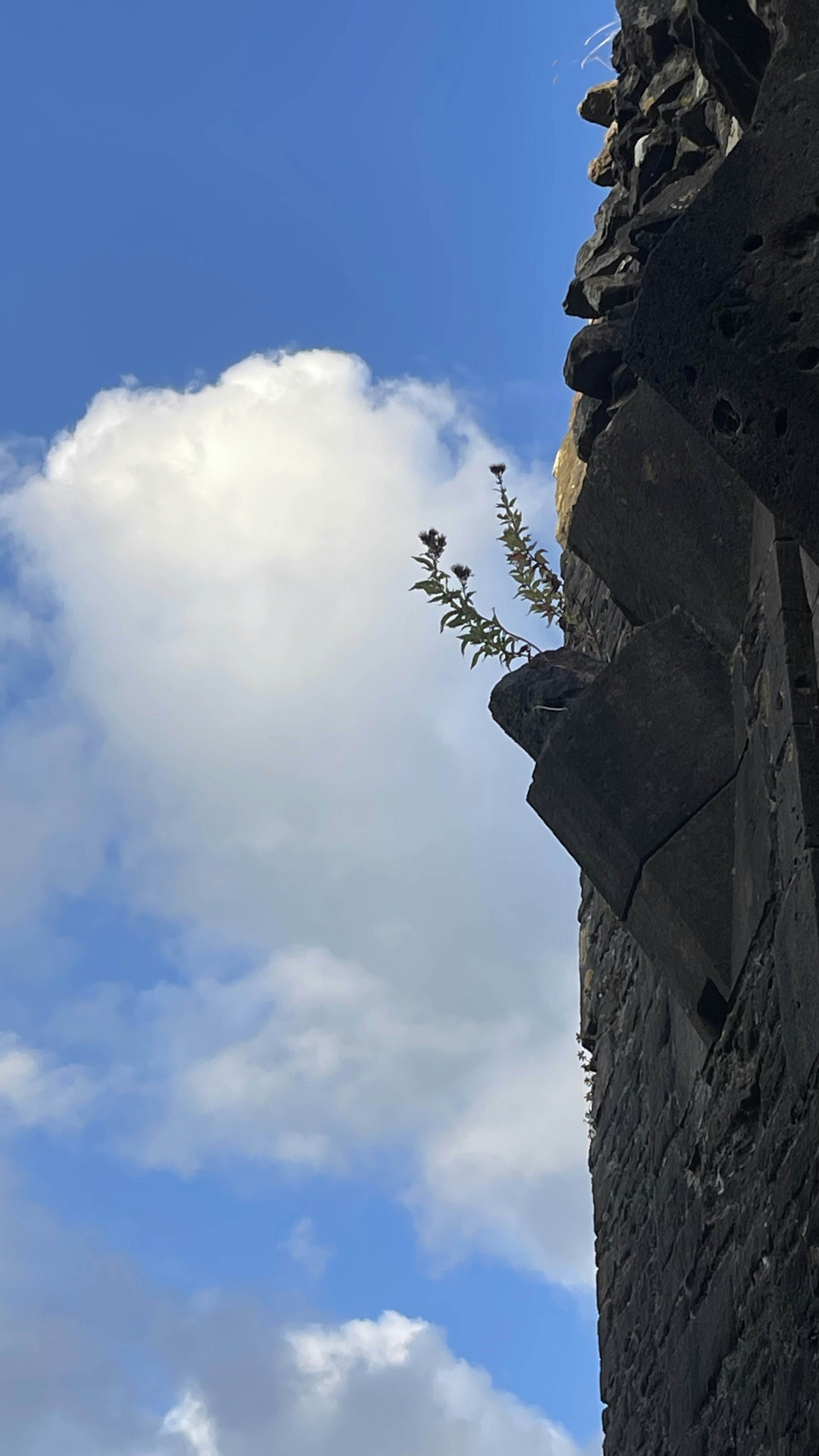 Plant growing on ancient stone structure against blue sky.