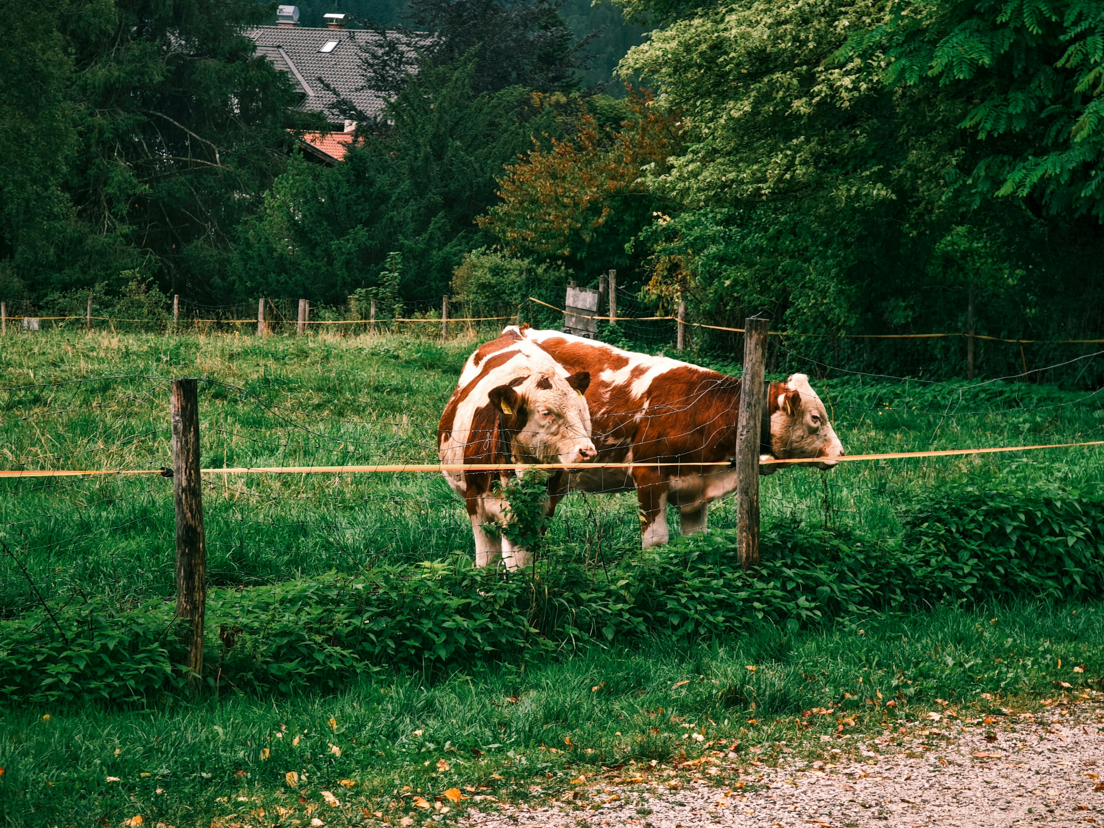 Two cows stand in a grassy field behind a fence.