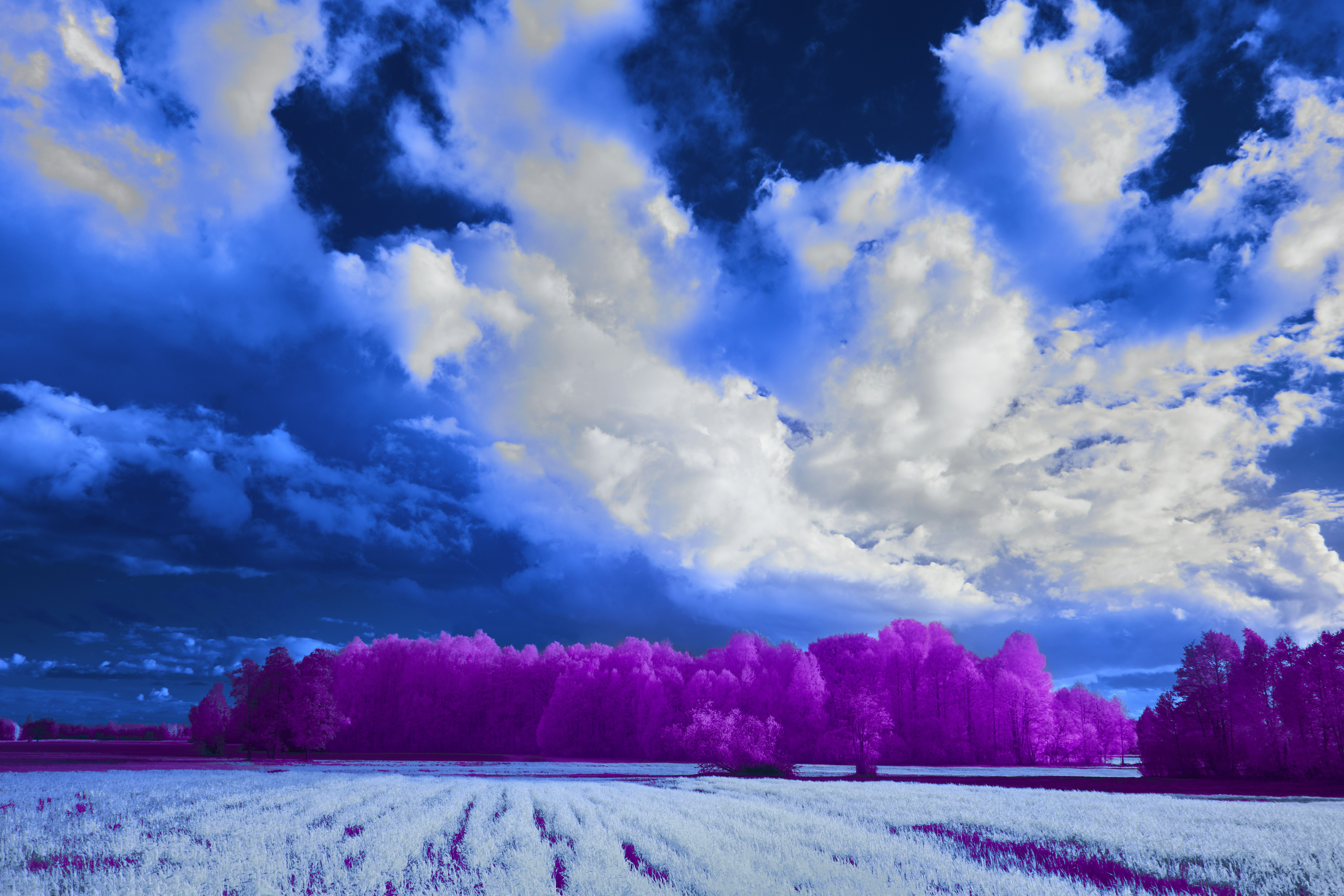 Photo by wolfgang_hasselmann