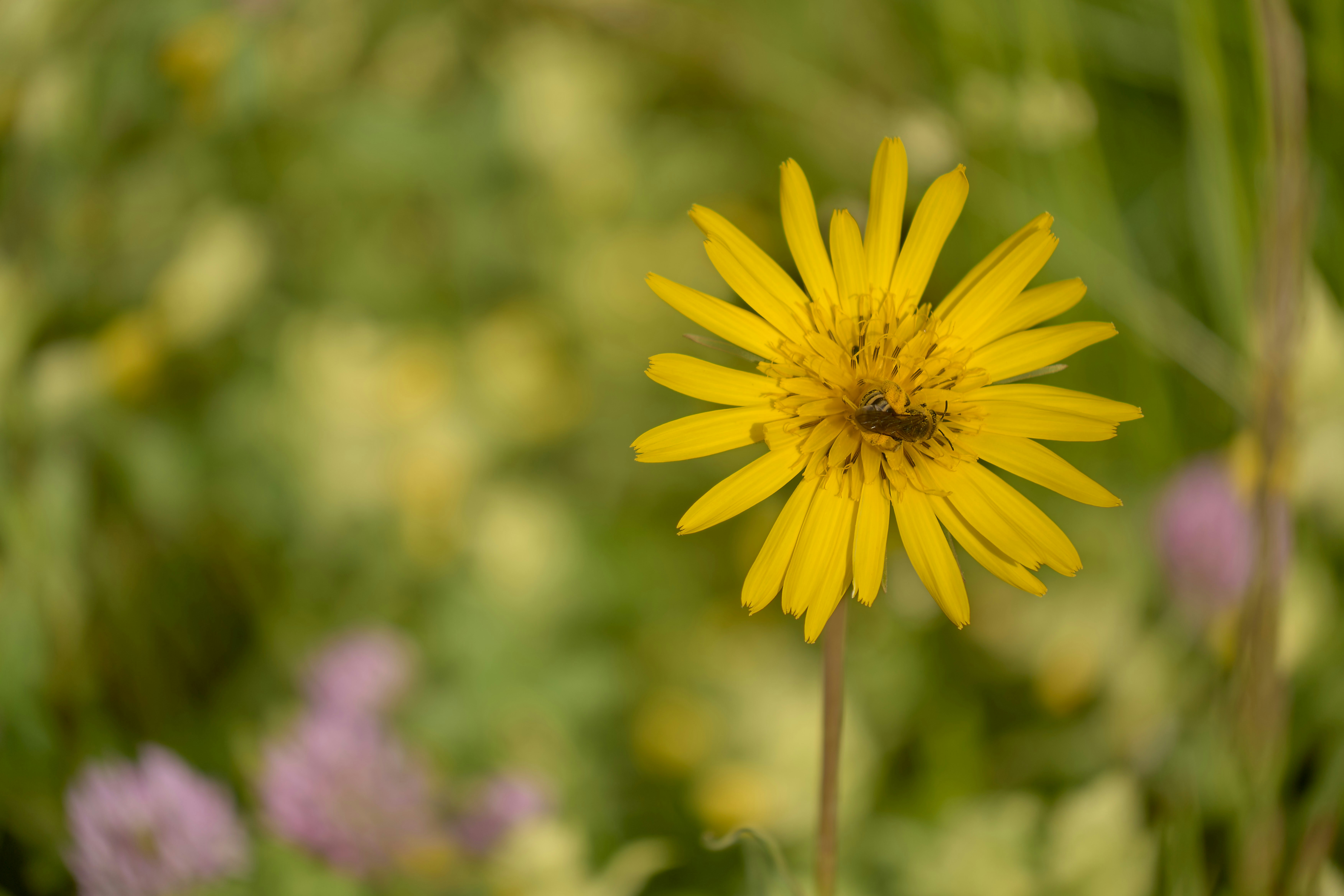 Photo by wolfgang_hasselmann