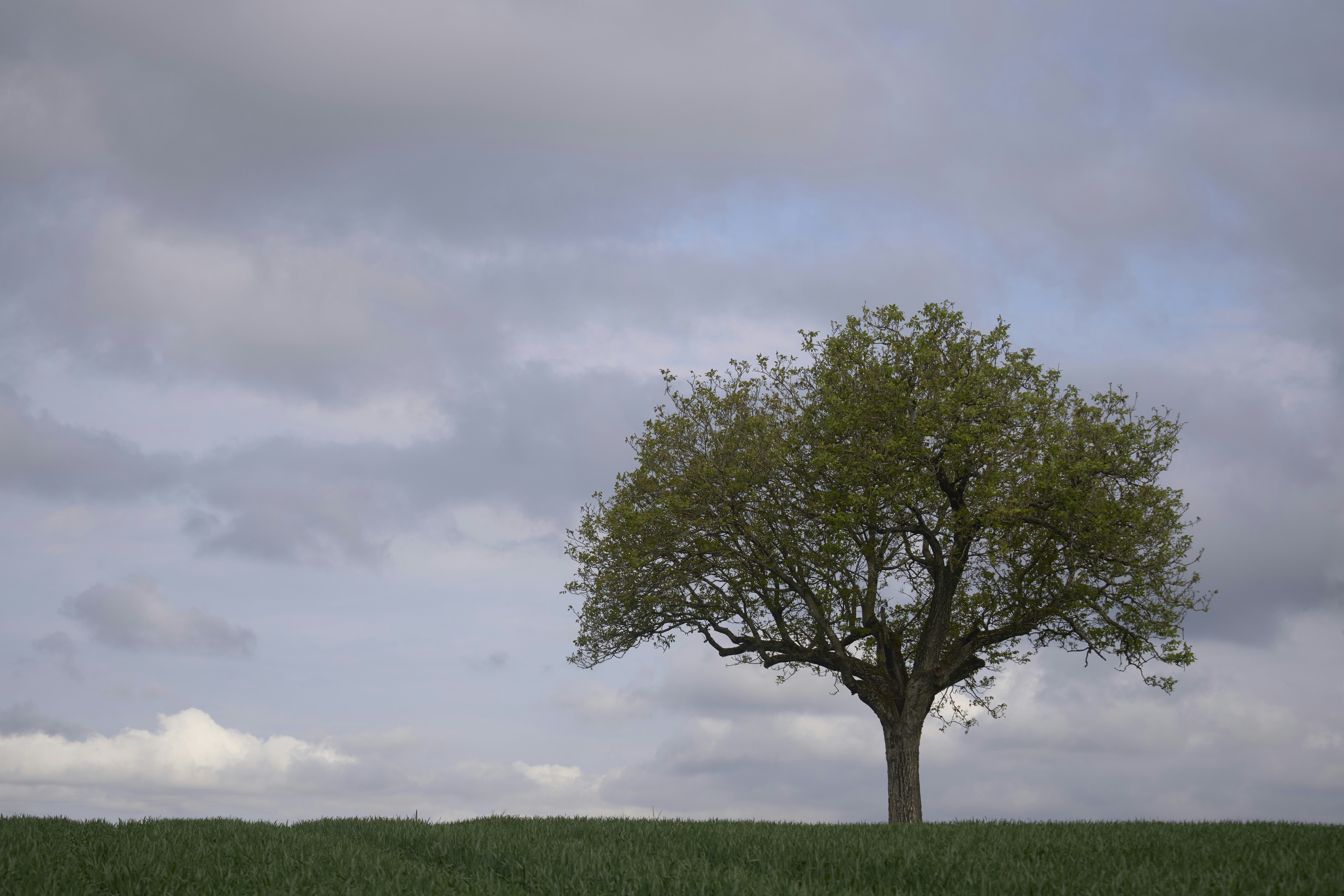 Photo by wolfgang_hasselmann