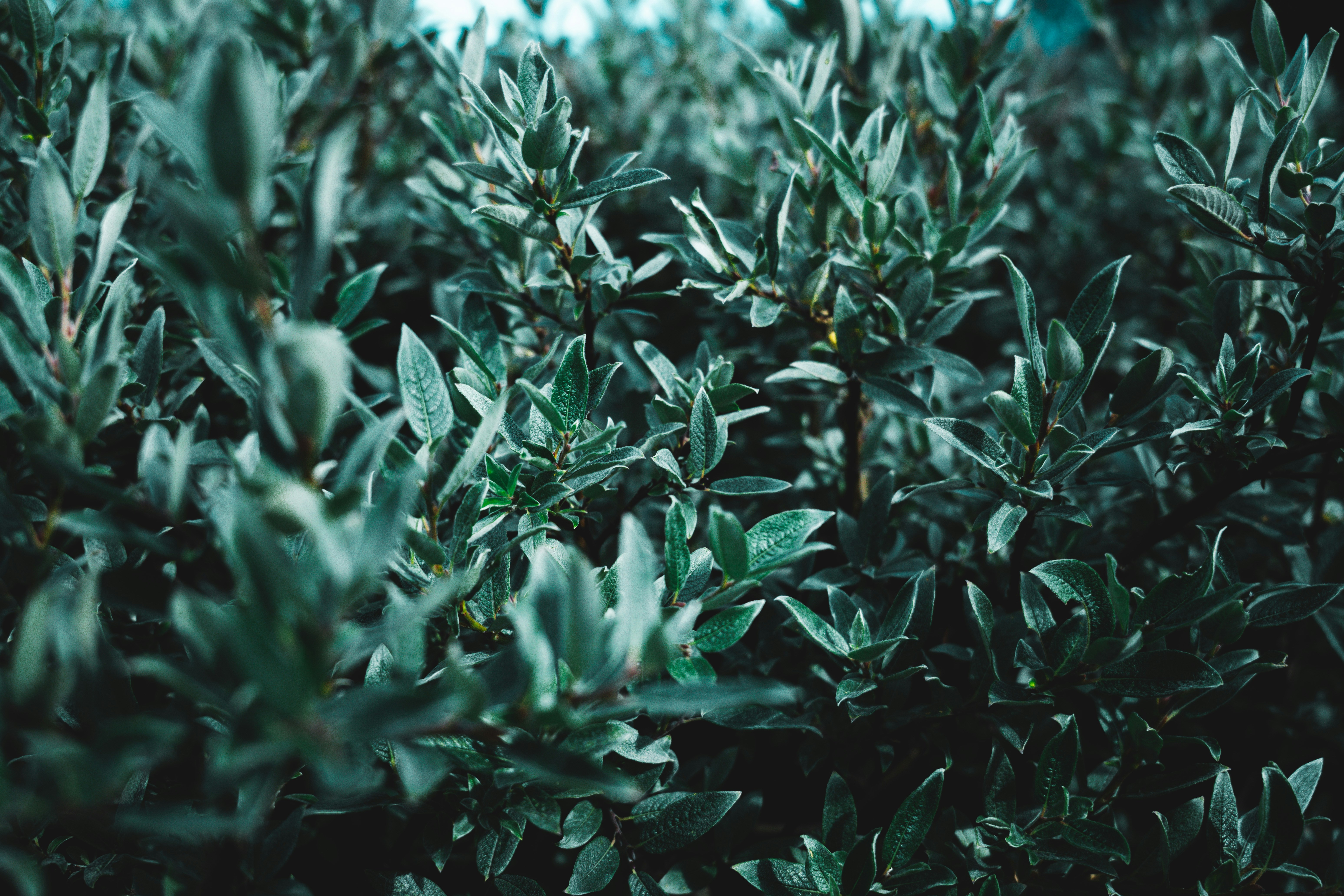 Photo by nikolasivkov