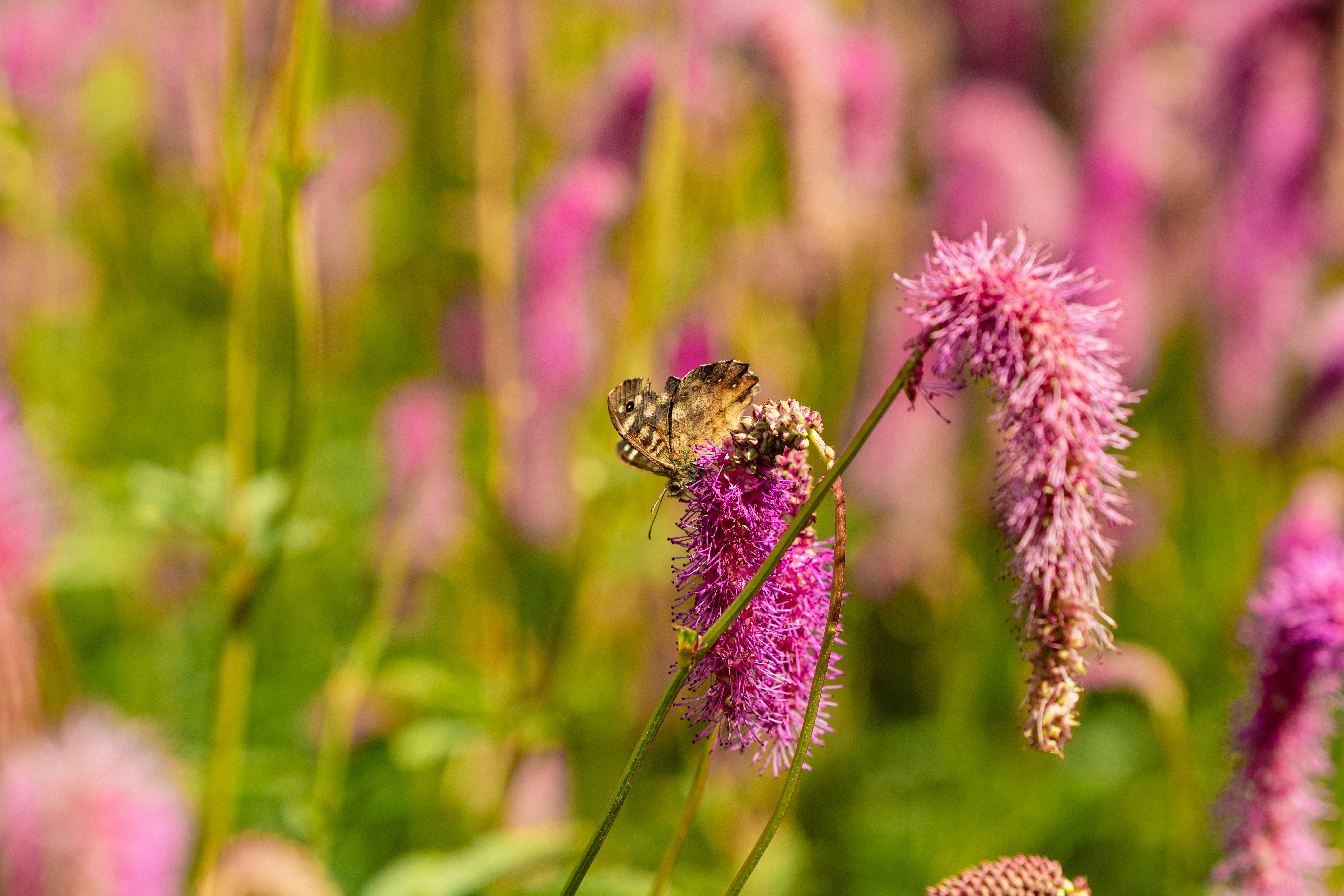 A butterfly rests on a pink flower
