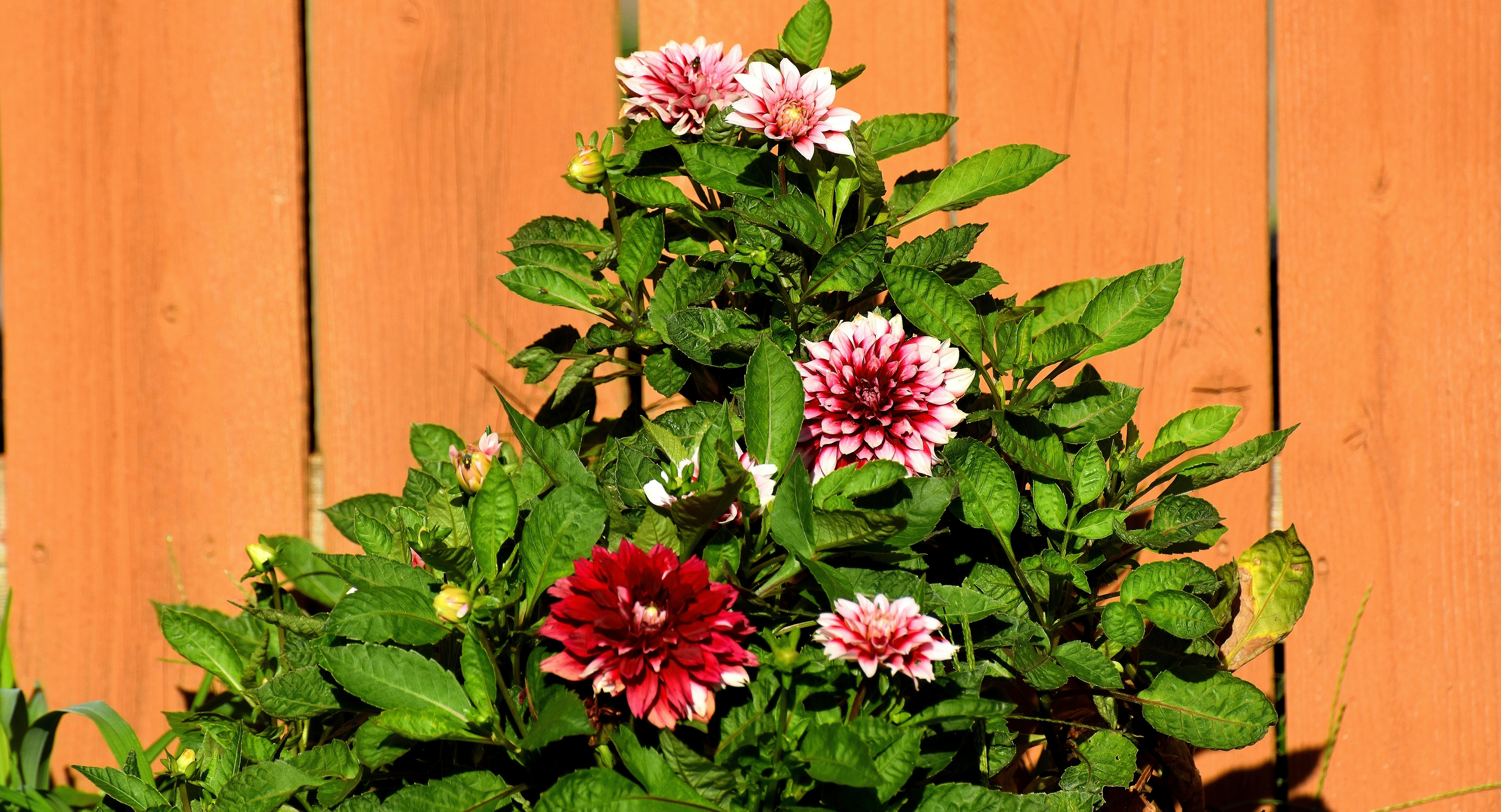 Pink and red dahlias blooming against a wooden fence.