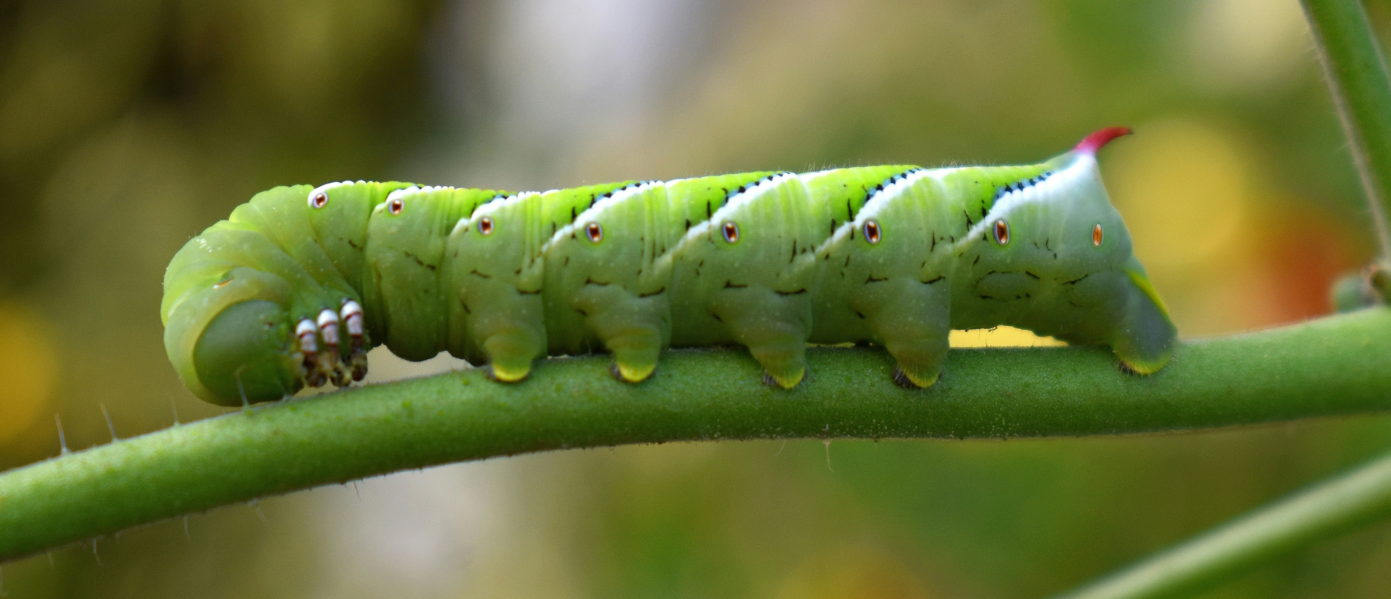 A green caterpillar rests on a green stem.
