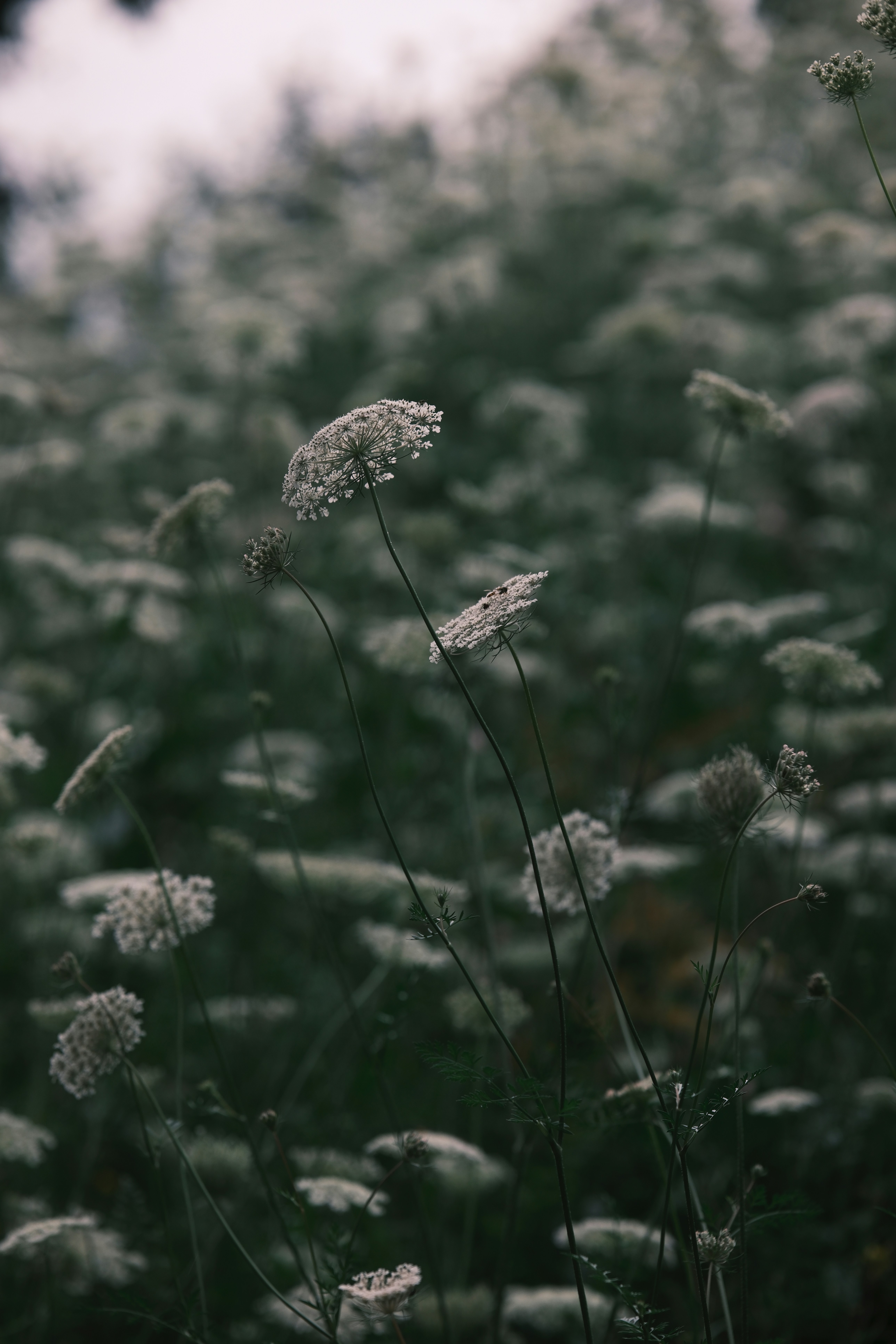 Photo by ginkgoshutter