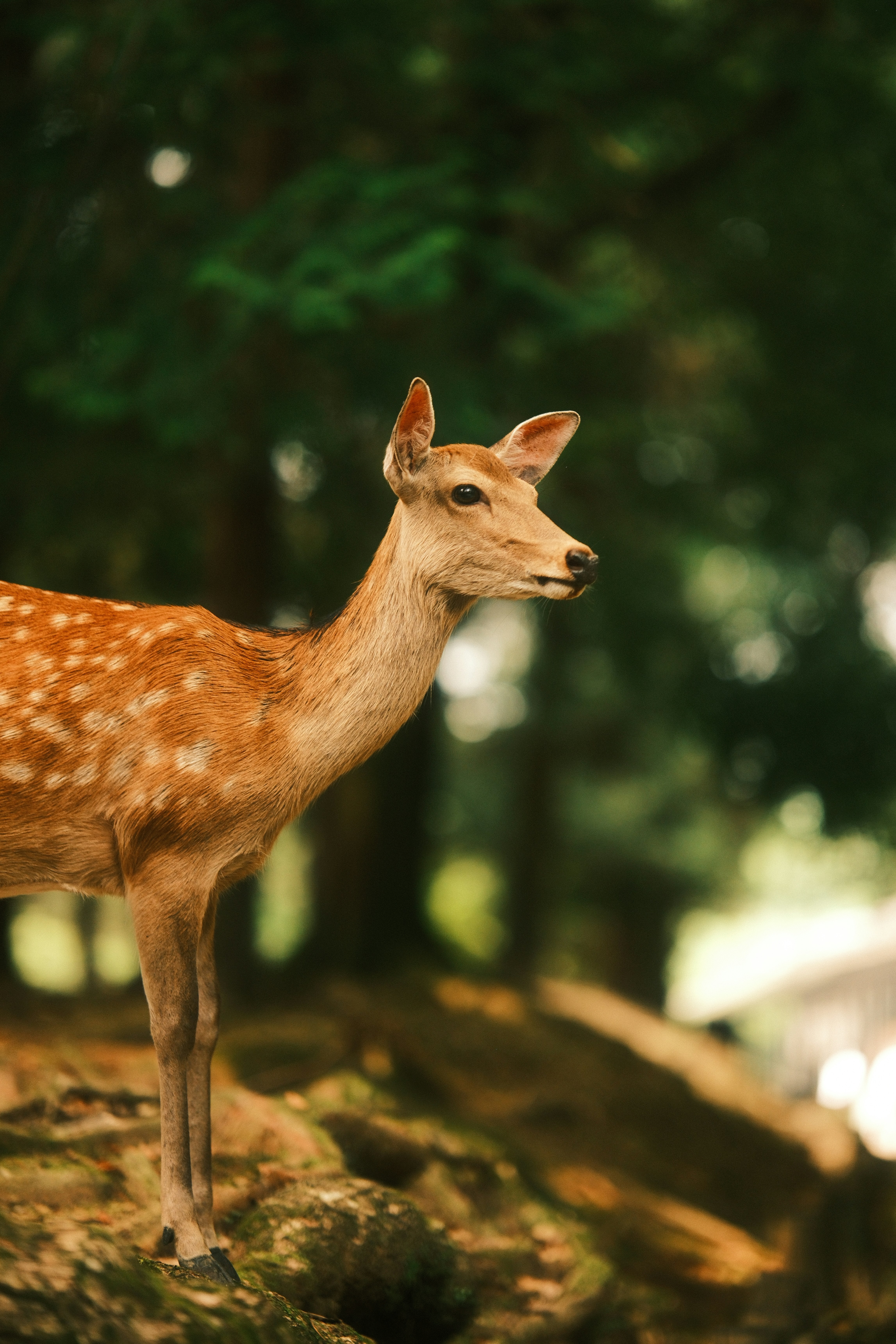 Photo by ginkgoshutter