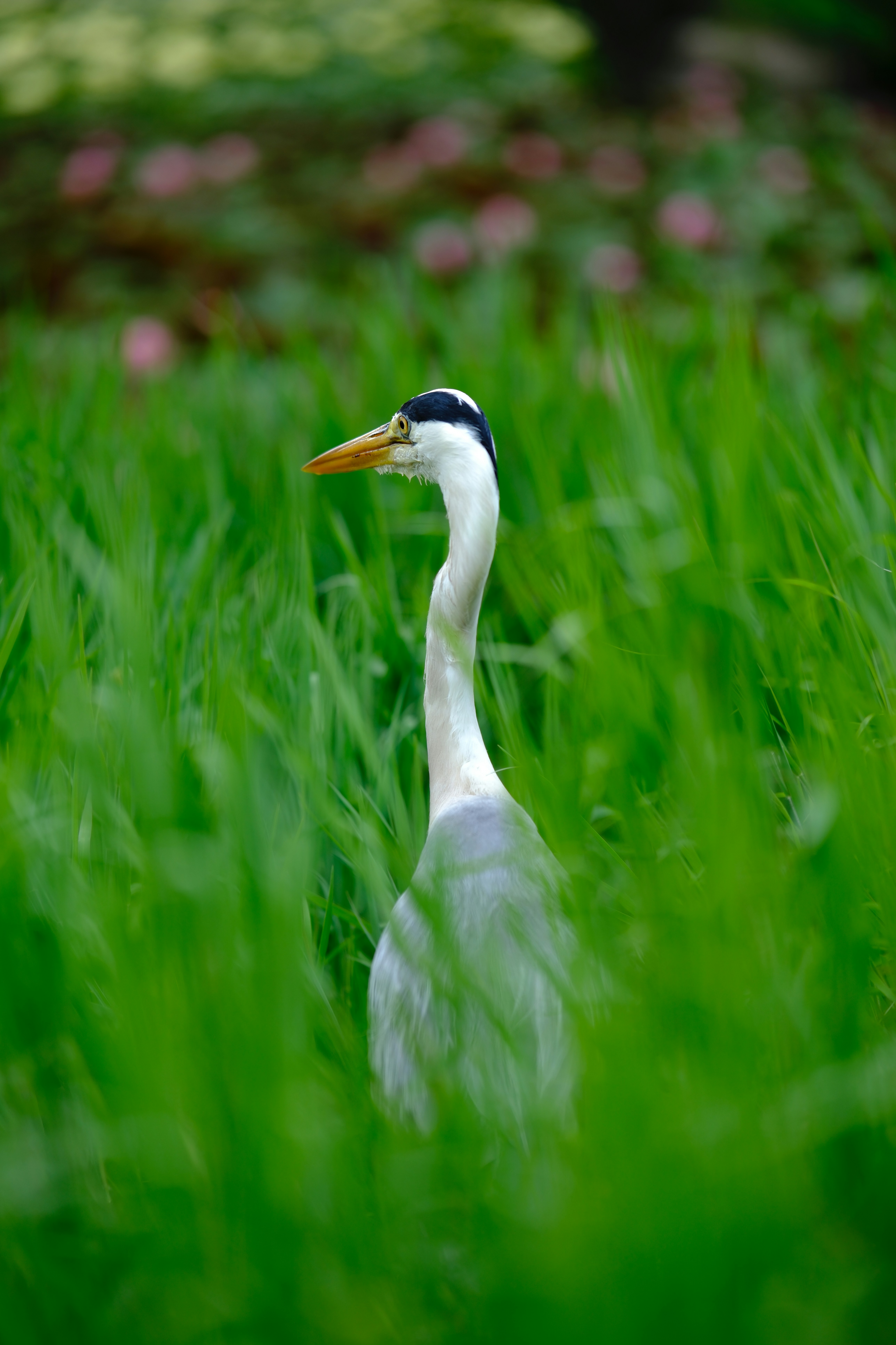 Photo by ginkgoshutter