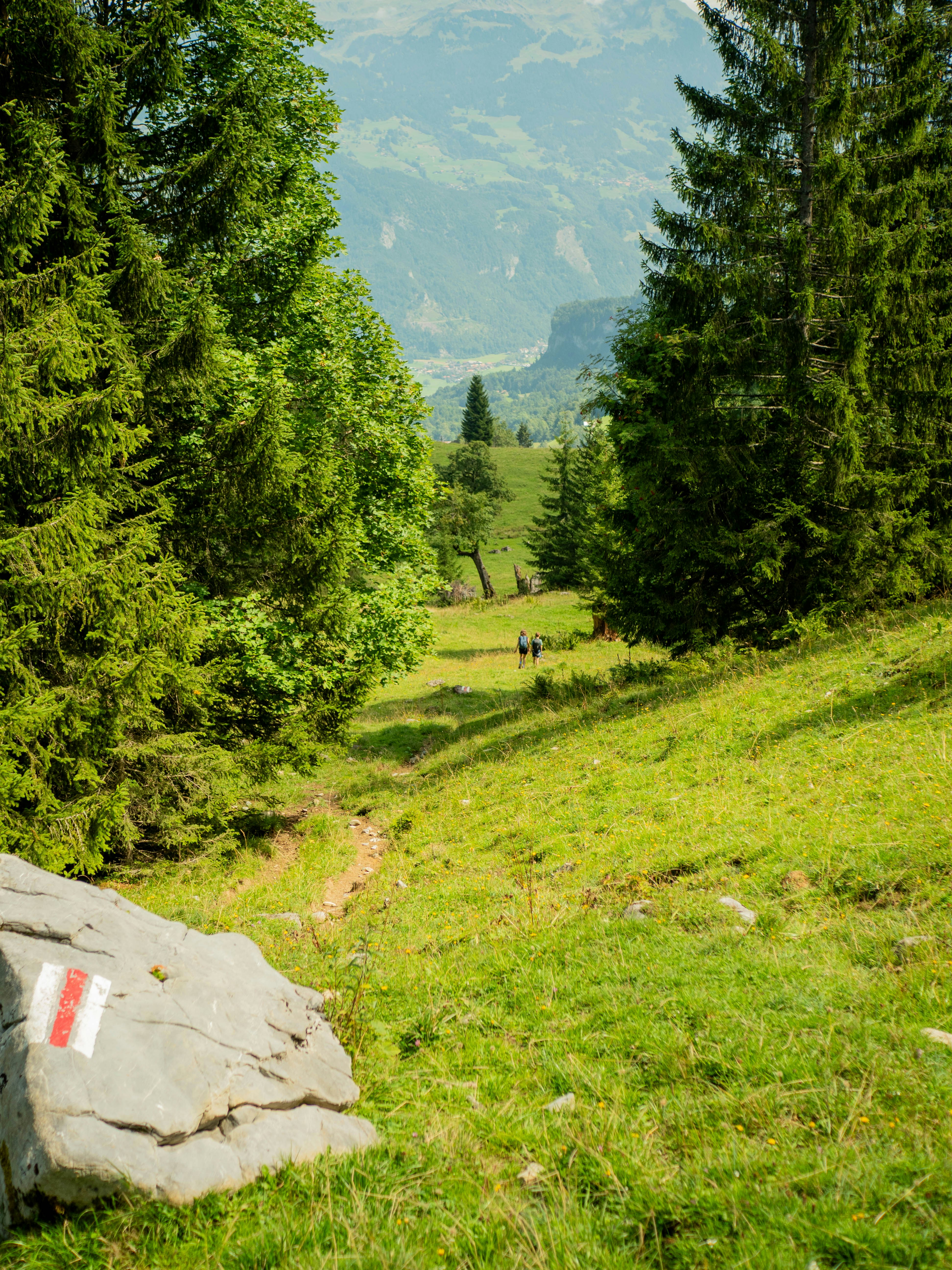 Two hikers walk on a grassy mountain trail.