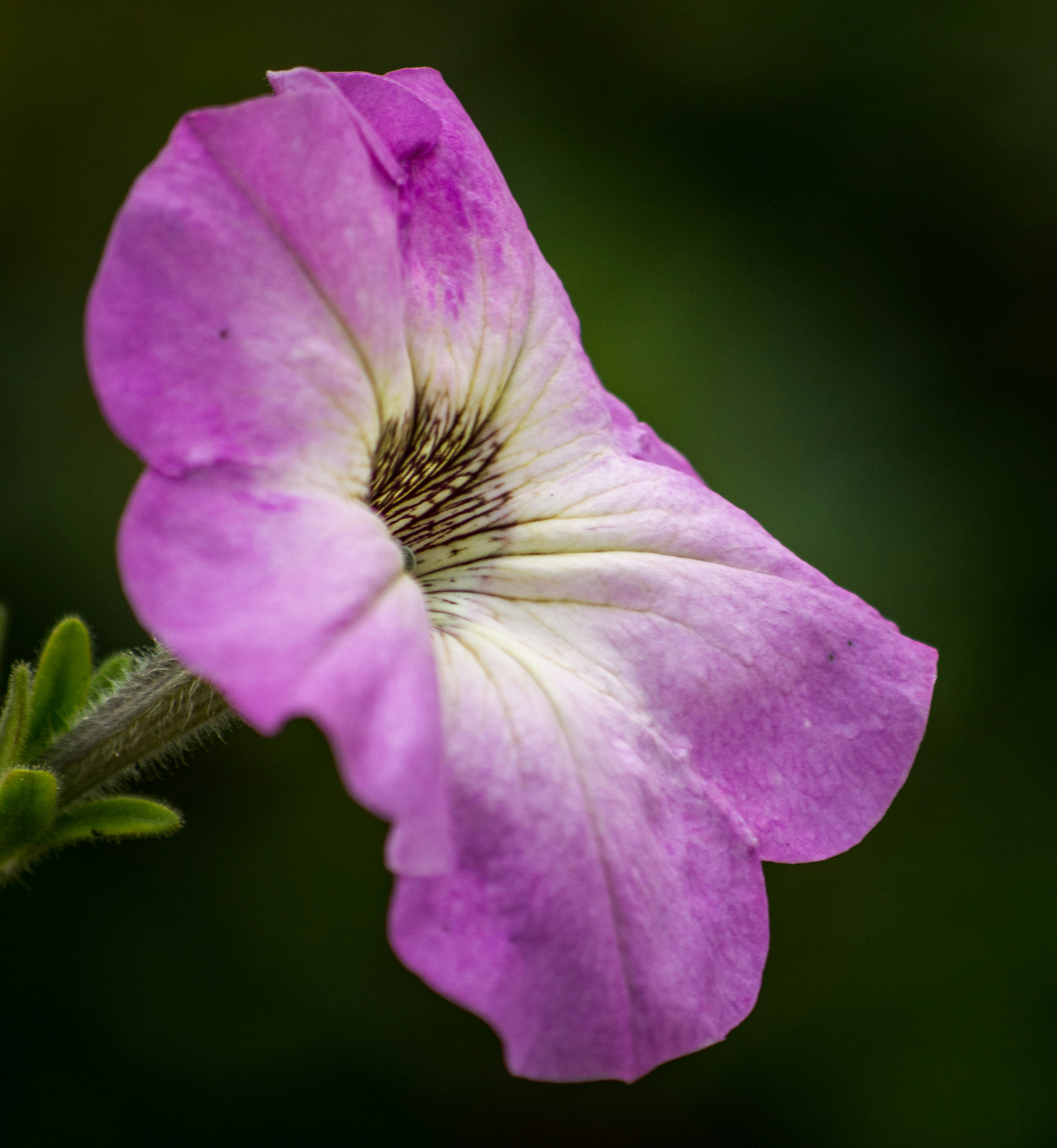 Photo by aaronmridhaphotography