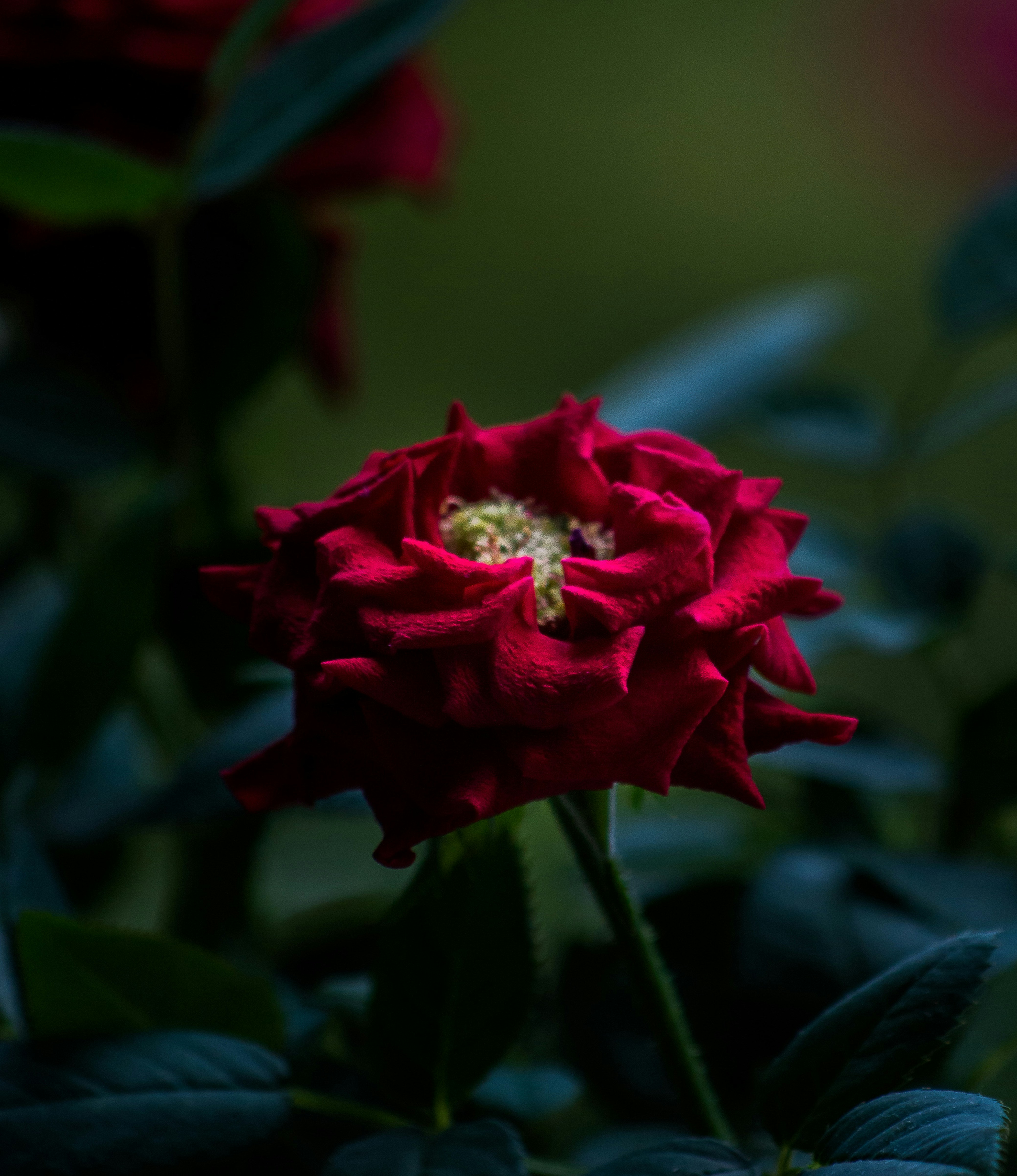 Photo by aaronmridhaphotography