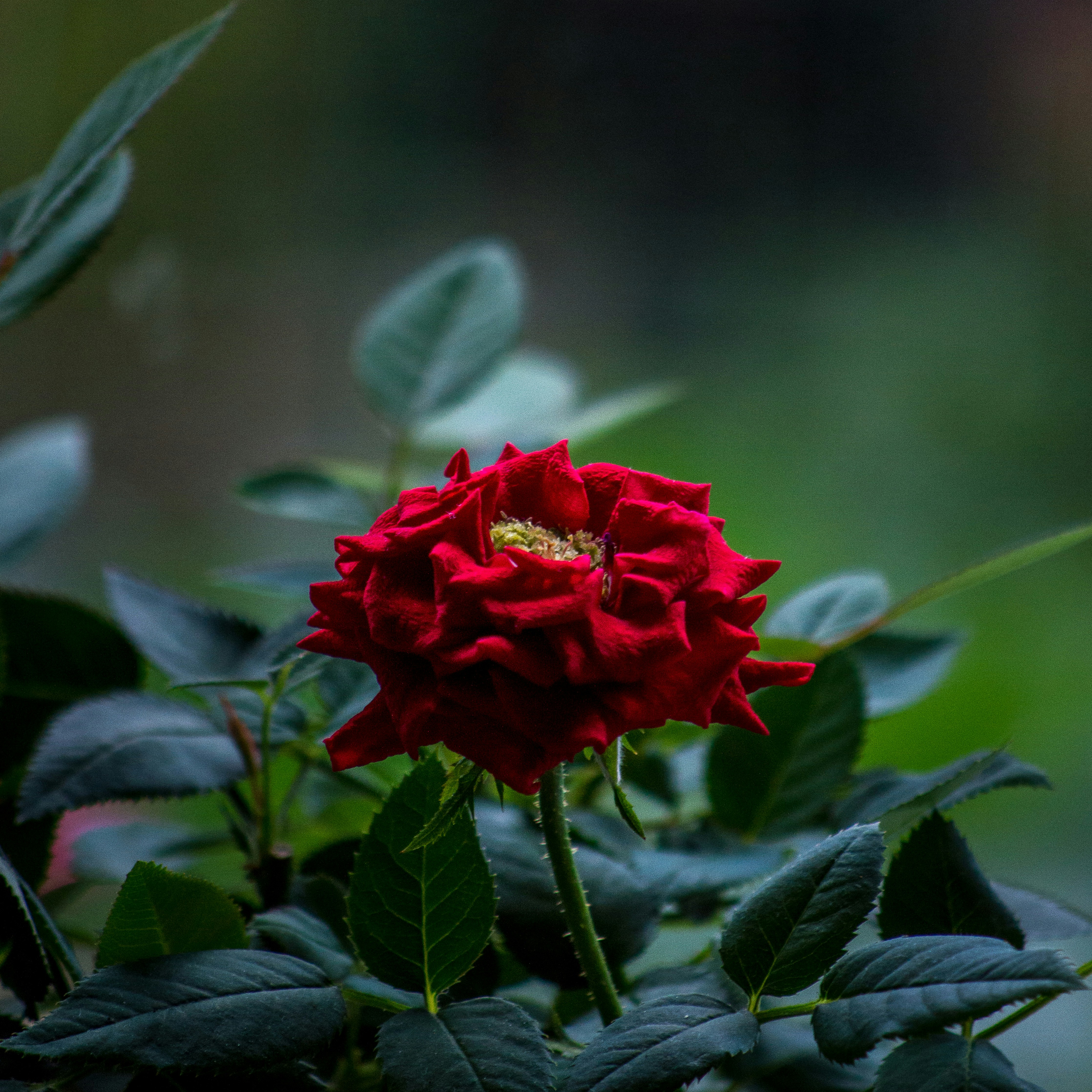 Photo by aaronmridhaphotography