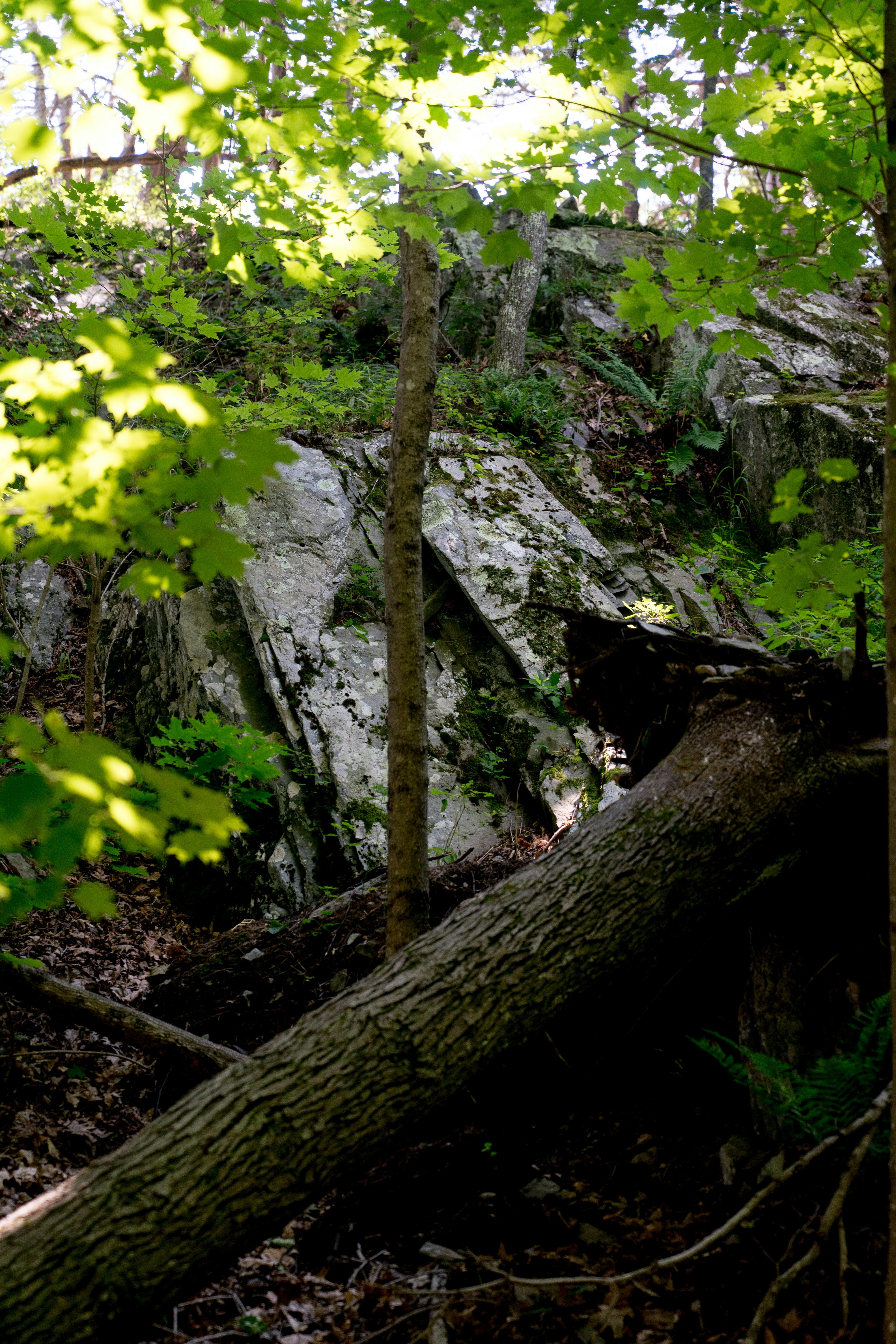 Fallen tree in a sunlit forest with rocky incline.