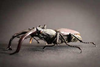 Two large stag beetles with prominent mandibles.