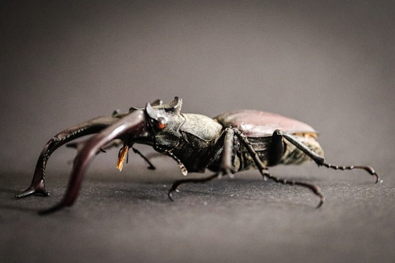 Two large stag beetles with prominent mandibles.