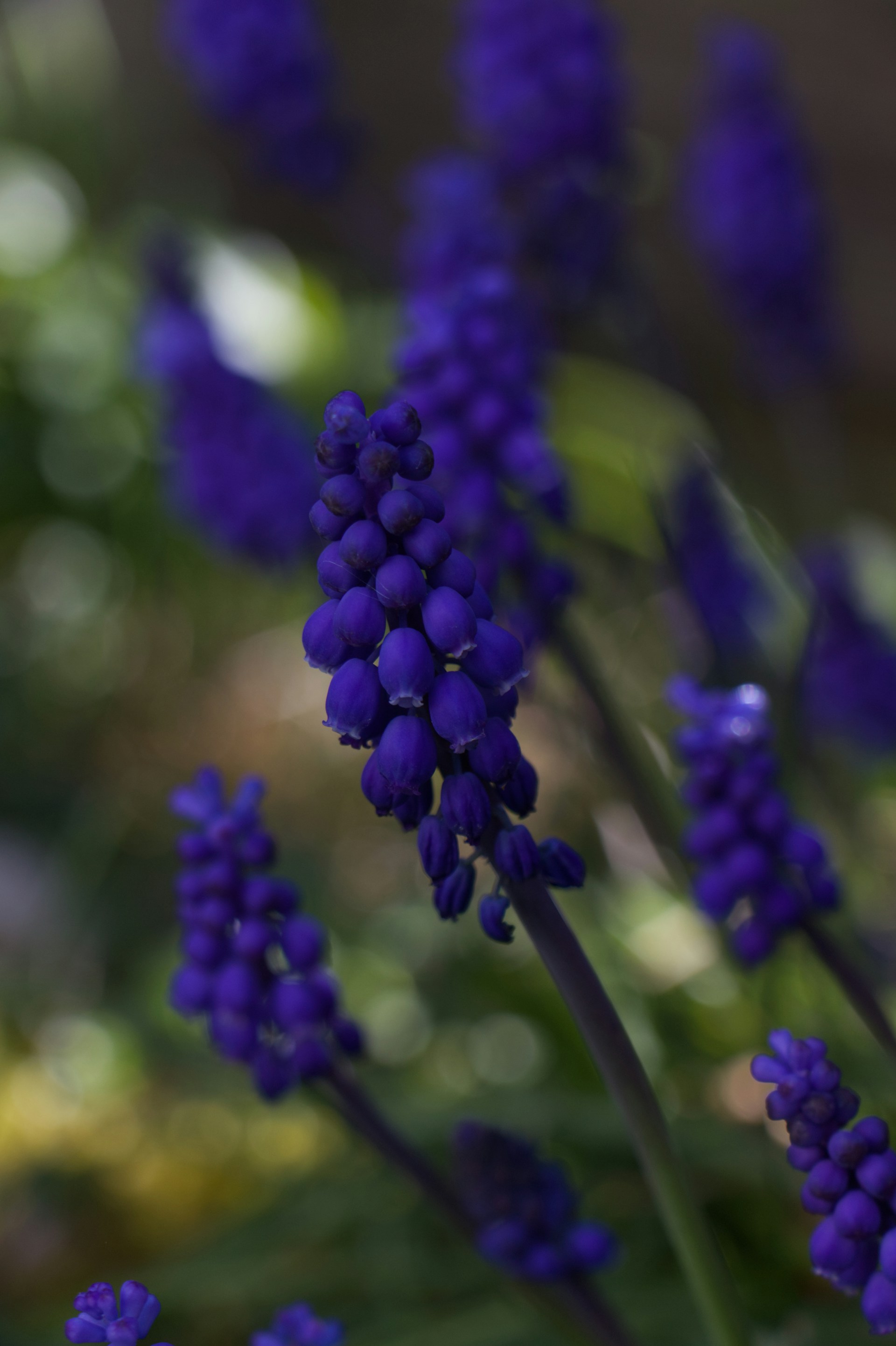 Cluster of purple grape hyacinth flowers blooming