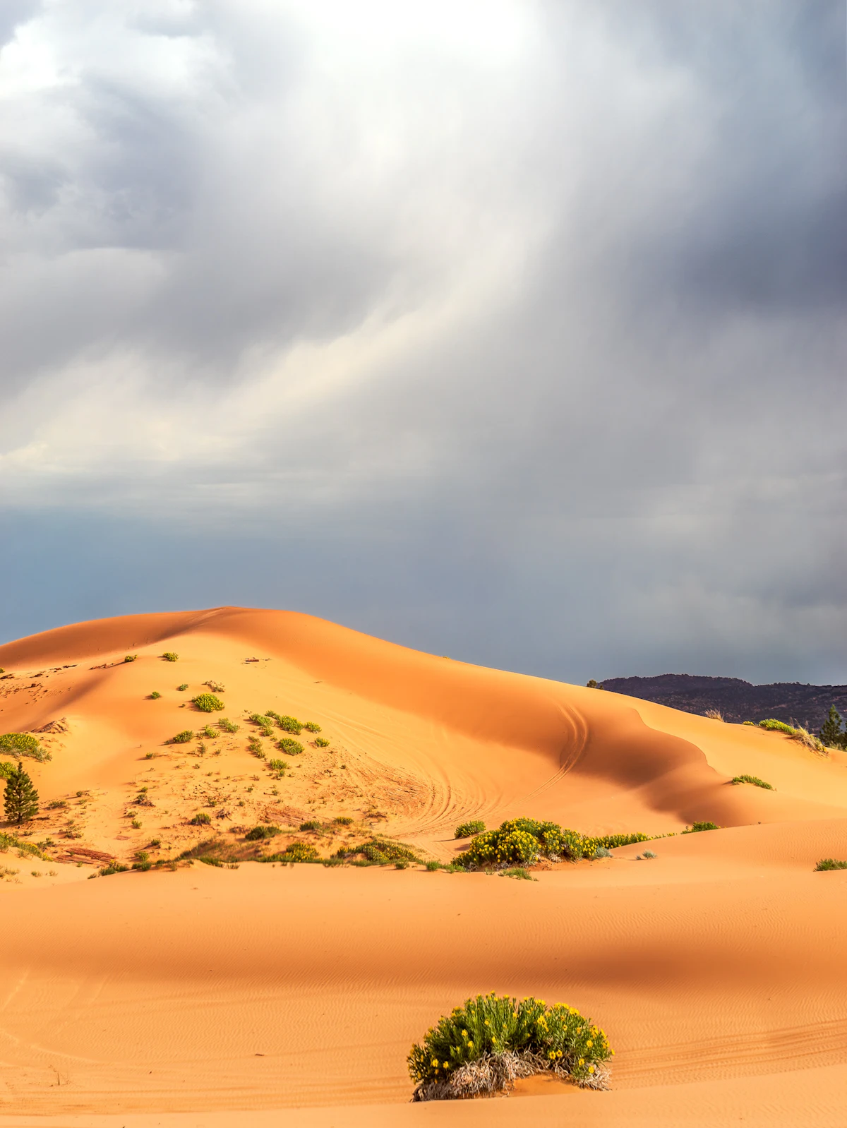 A coral pink sand dune with scattered green shrubs under a stormy sky, at Coral Pink Sand Dunes State Park