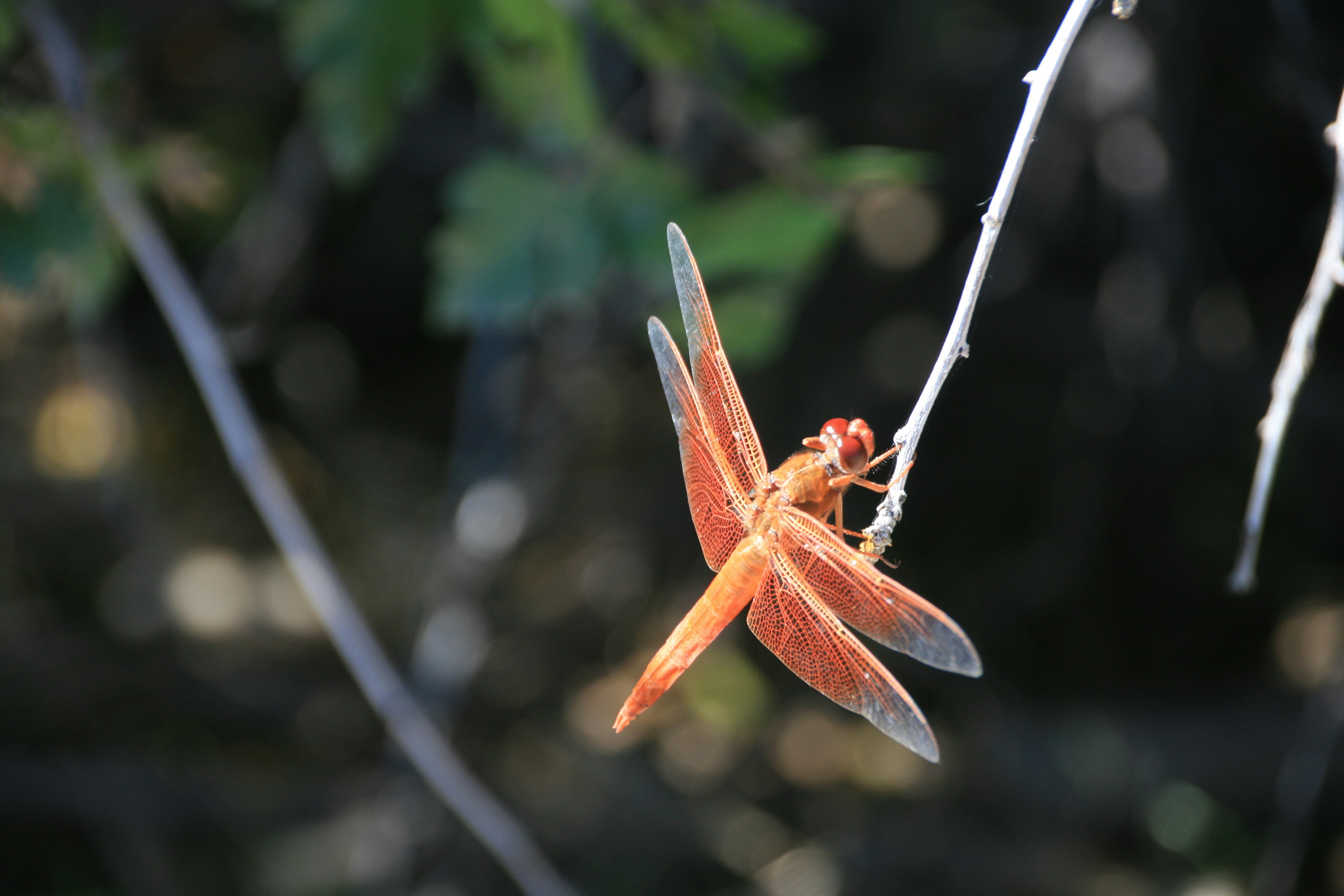 An orange dragonfly clings to a thin branch.