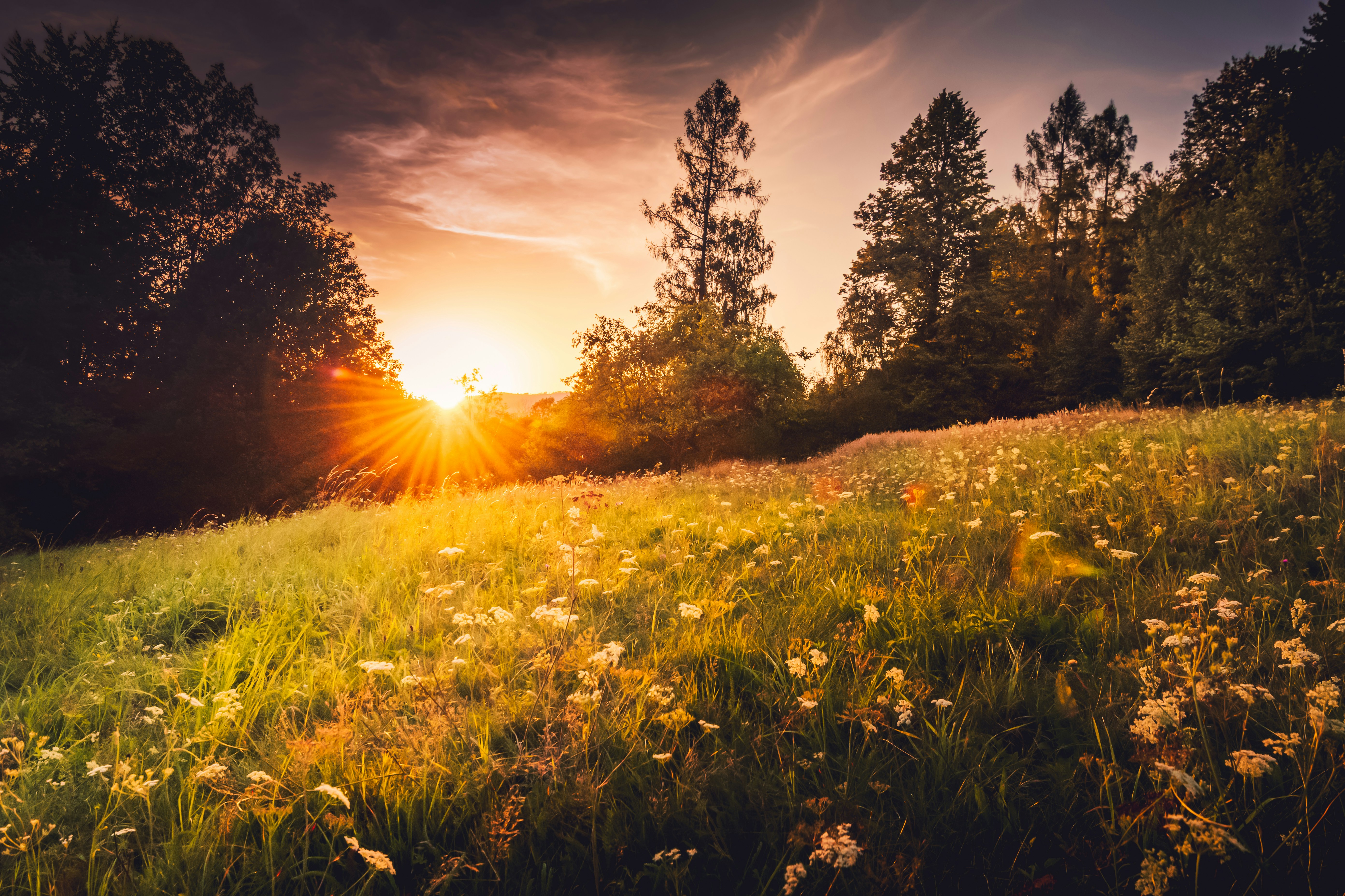 Golden sunbeams illuminate a field of wildflowers at sunset.