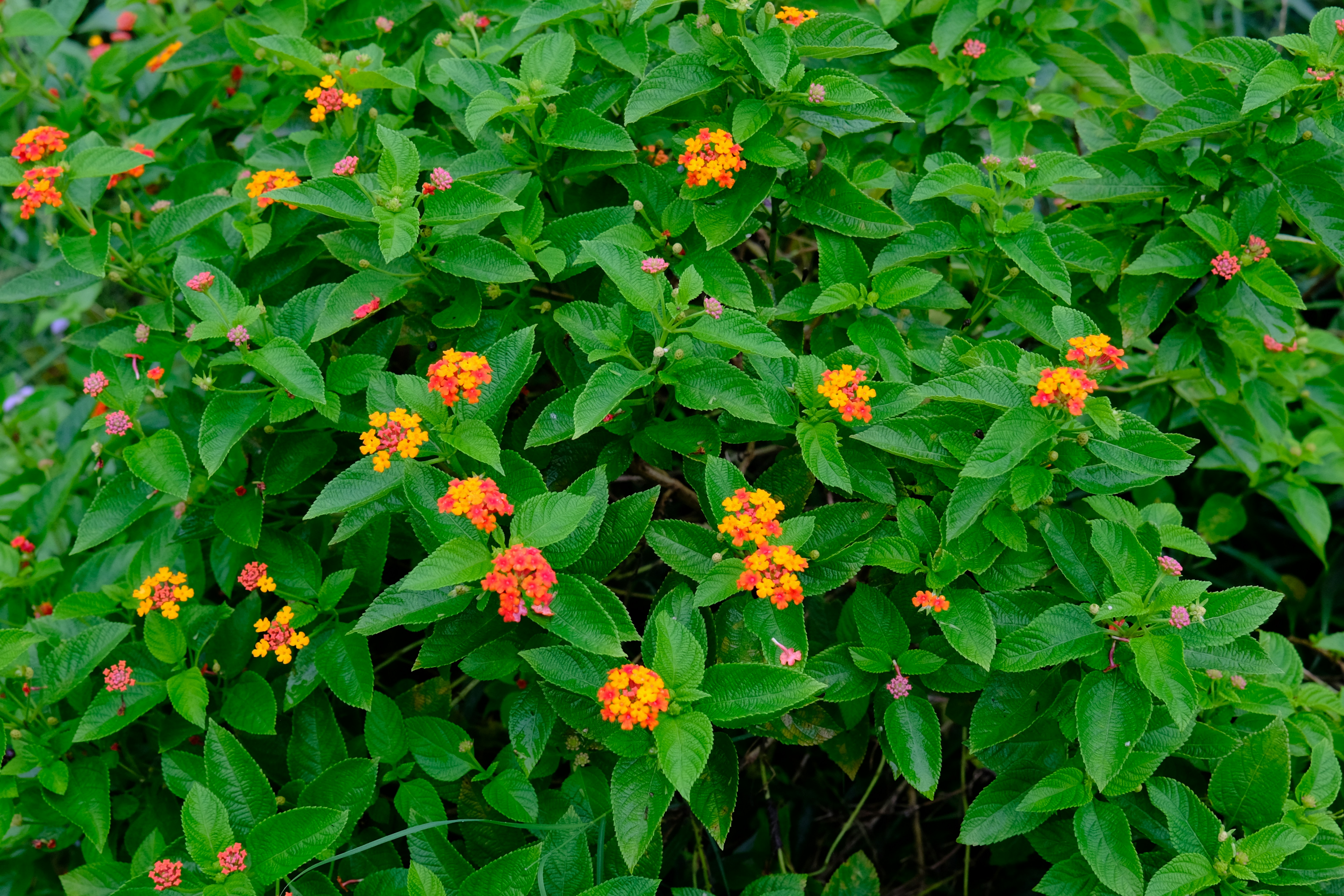 Photo by rahuulmiishra